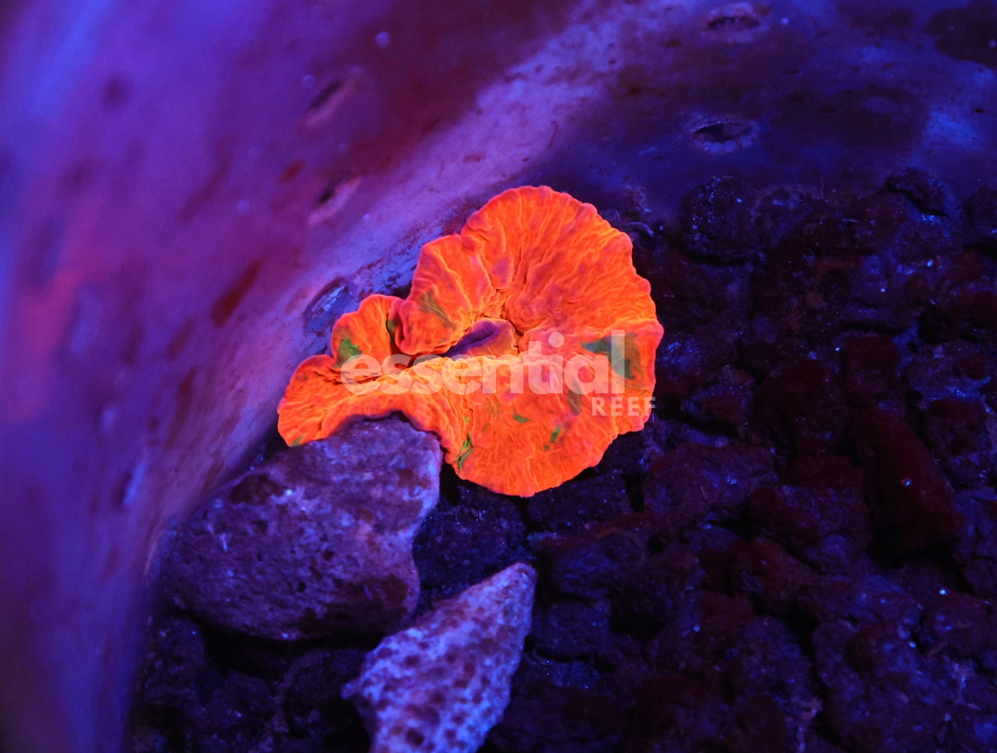 Watermarked - H32 - ECLECTUS MUSHROOM
