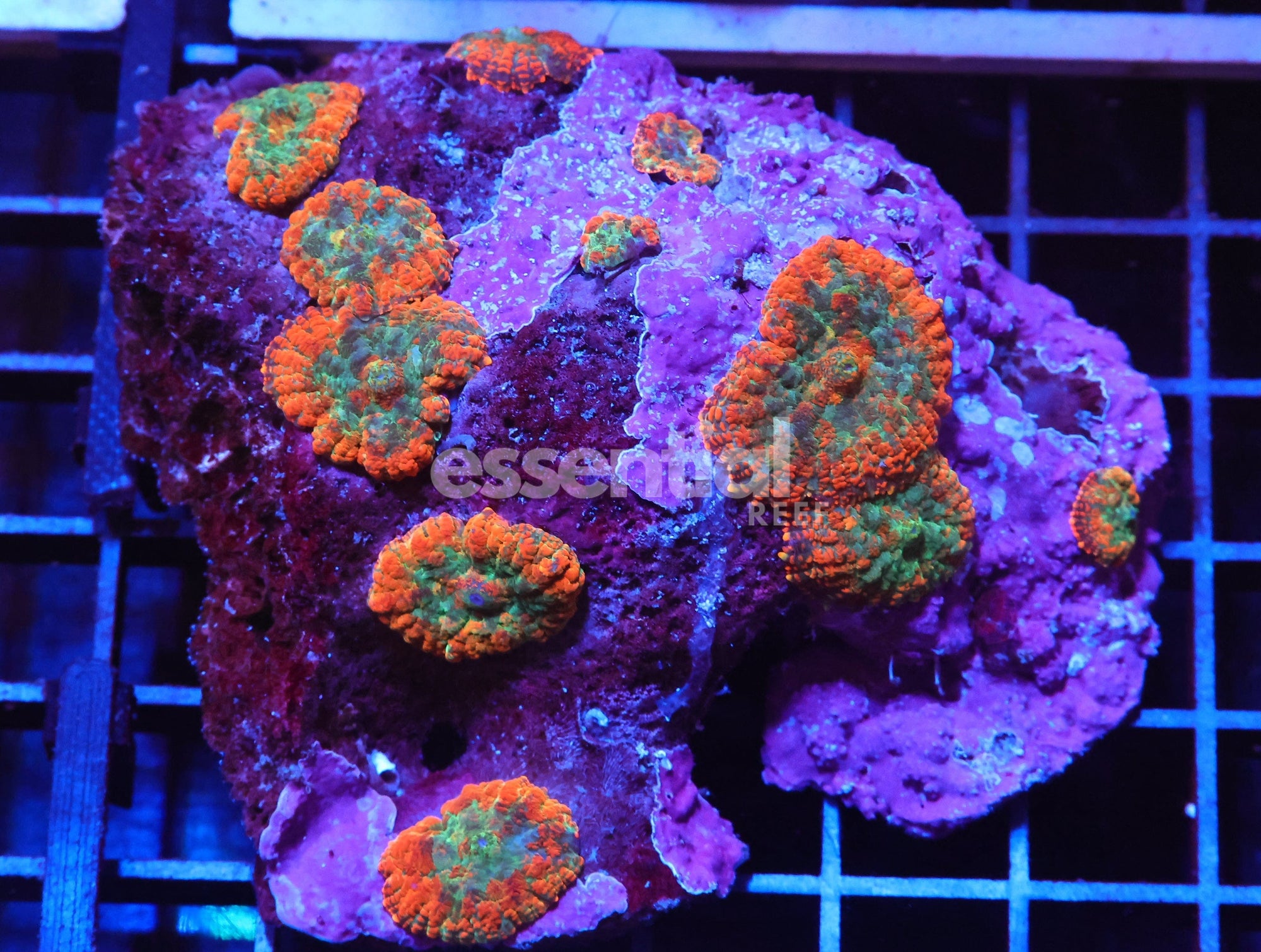 Watermarked - H37 - FOREST FIRE RHODACTIS MUSHROOM