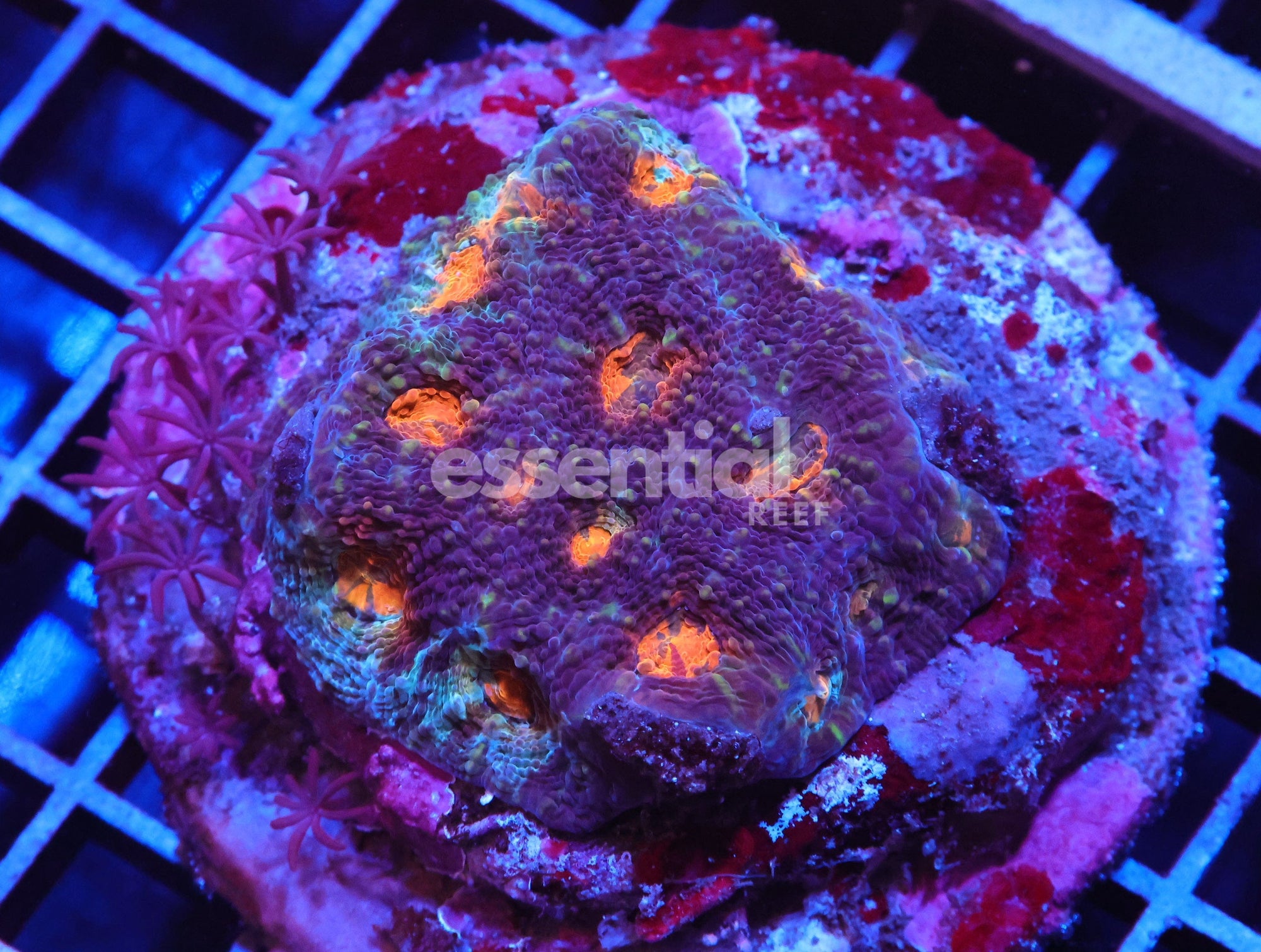 Watermarked - H44 - INDO ORANGE EYE ACAN ECHINATA CULTURED