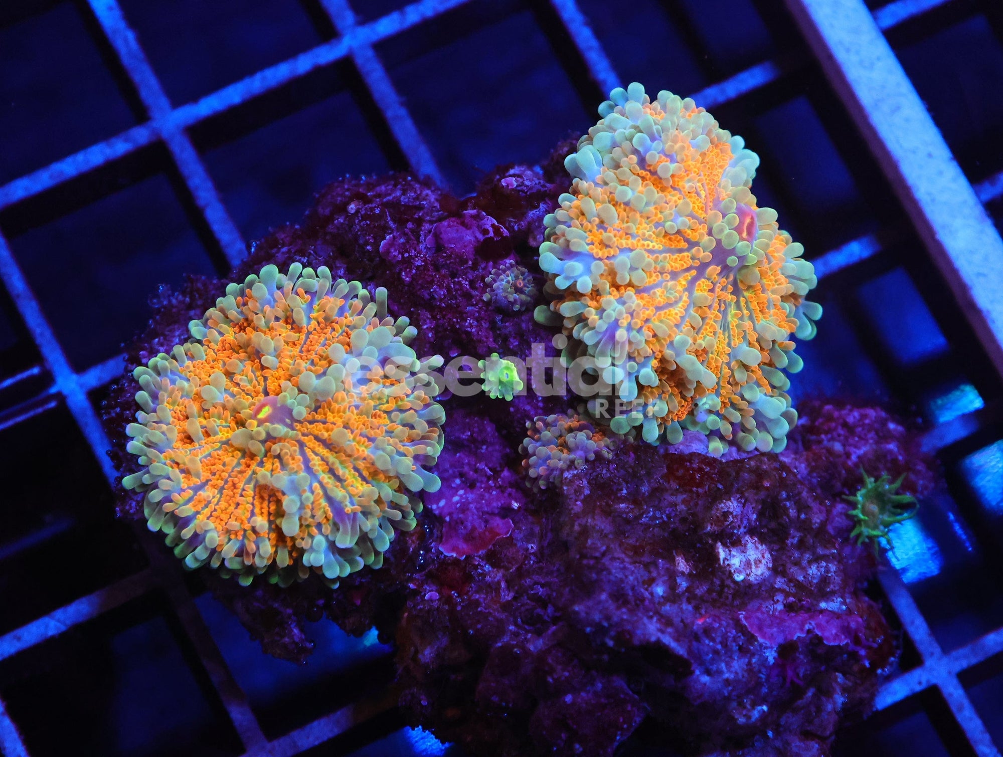 Watermarked - H45 - SOLOMON SUNRISE RICORDEA MUSHROOM