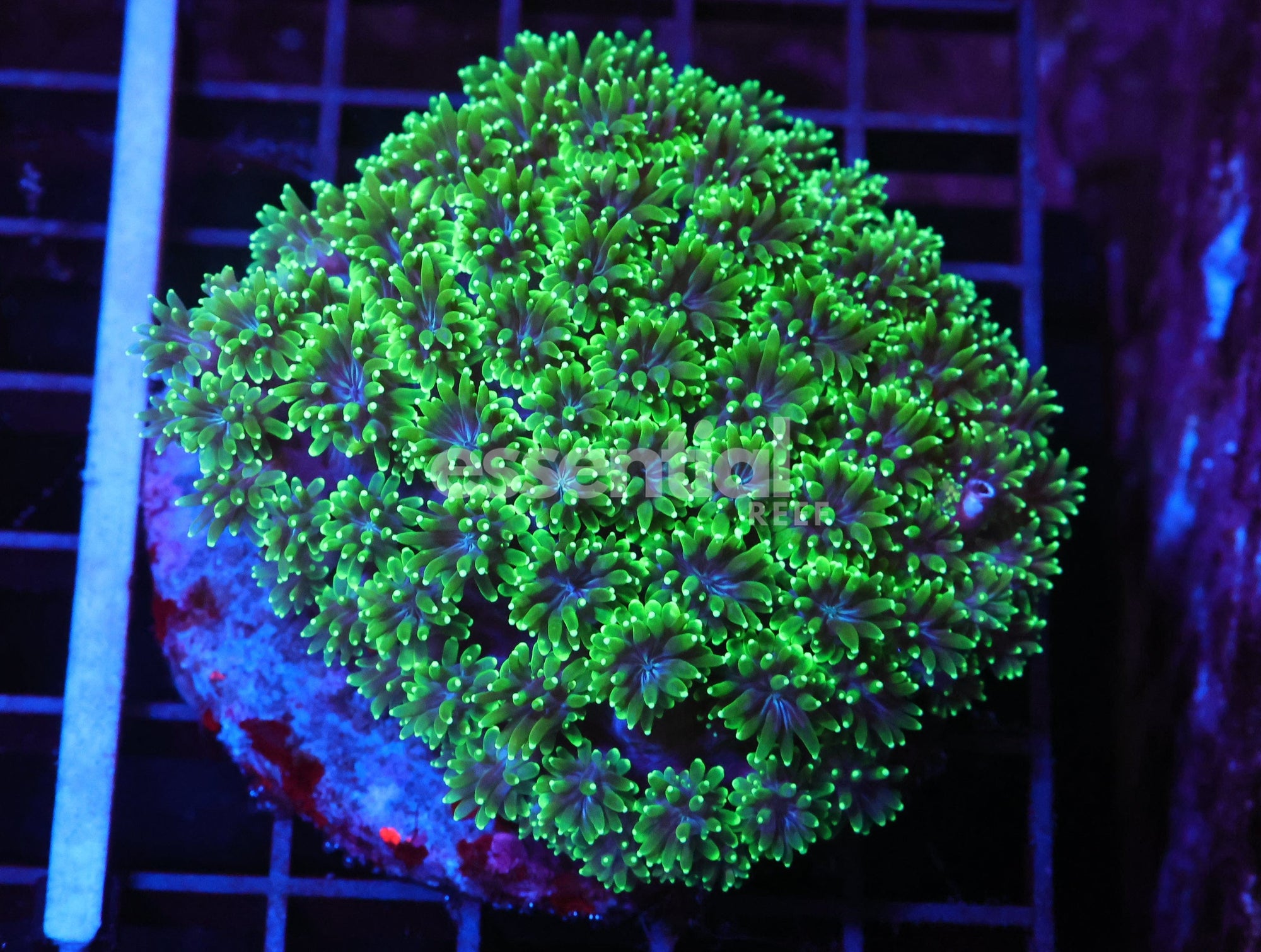 Watermarked - H46 - INDO NIGHT WALKER GALAXEA CULTURED