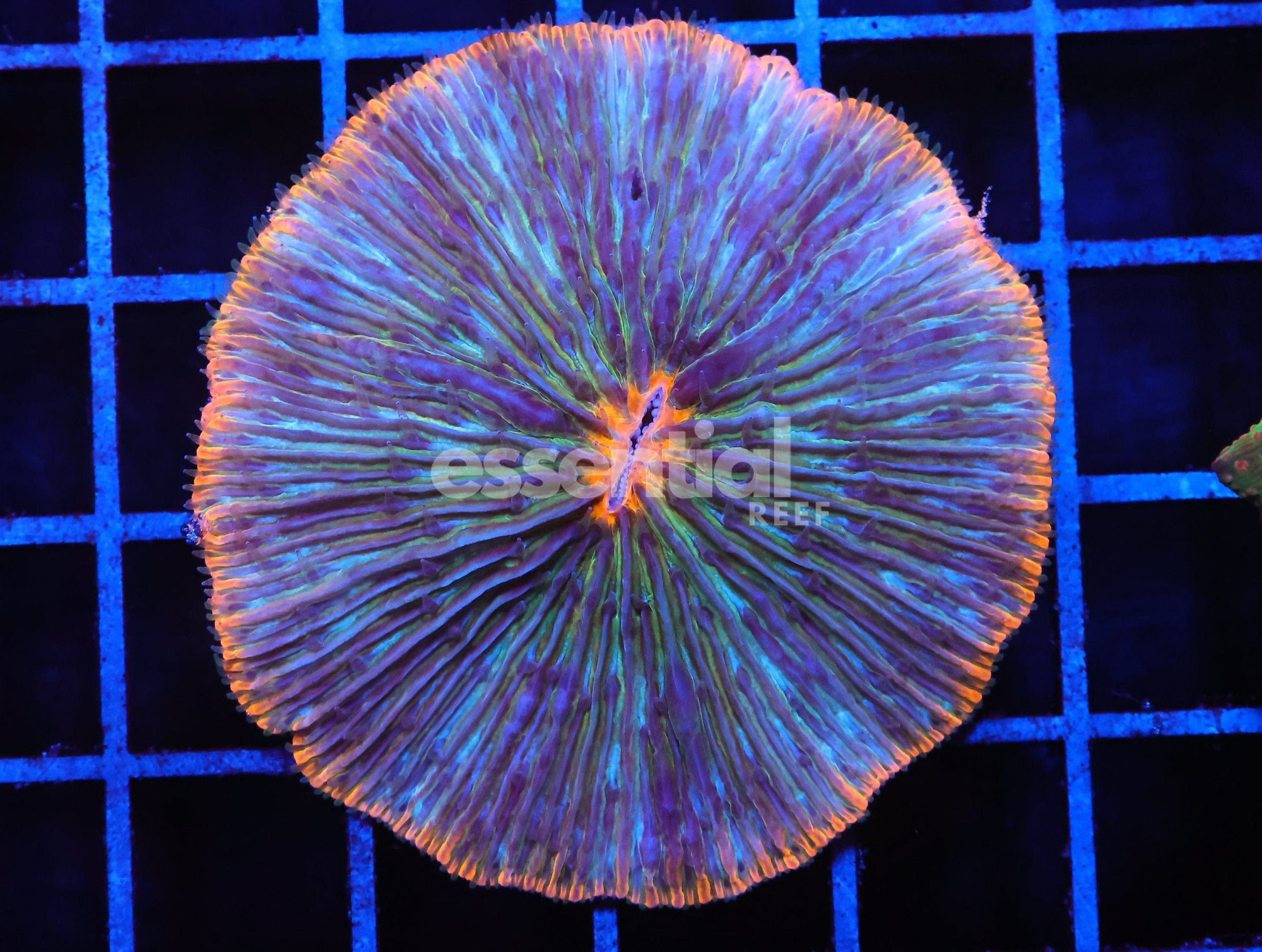 Watermarked - H49 - INDO ORANGE RIM FUNGIA