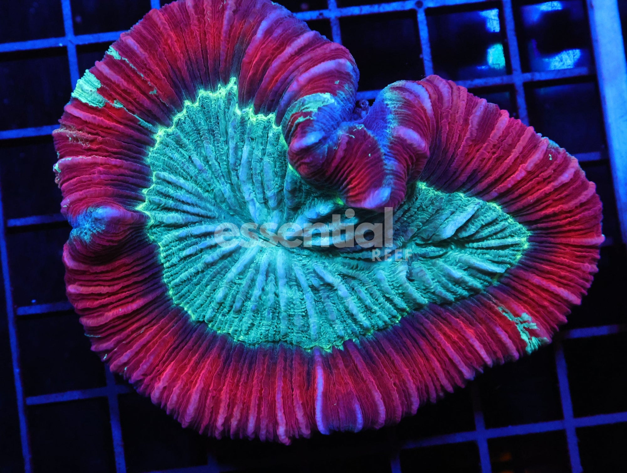 Watermarked - H51 - INDO SUNSET ECLIPSE TRACHY