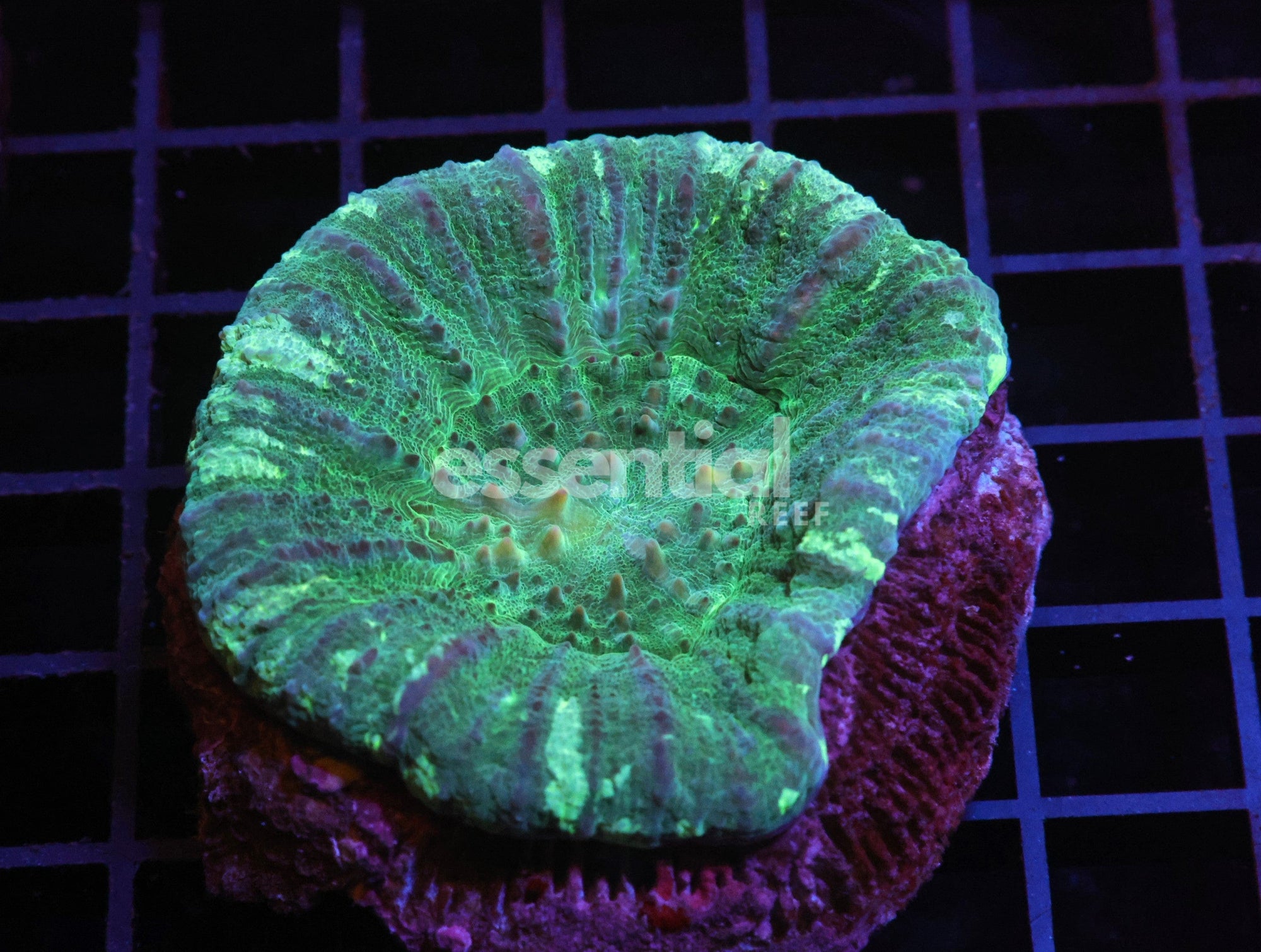 Watermarked - H52 - AUSSIE LOCHNESS SCOLYMIA AUSTRALIS