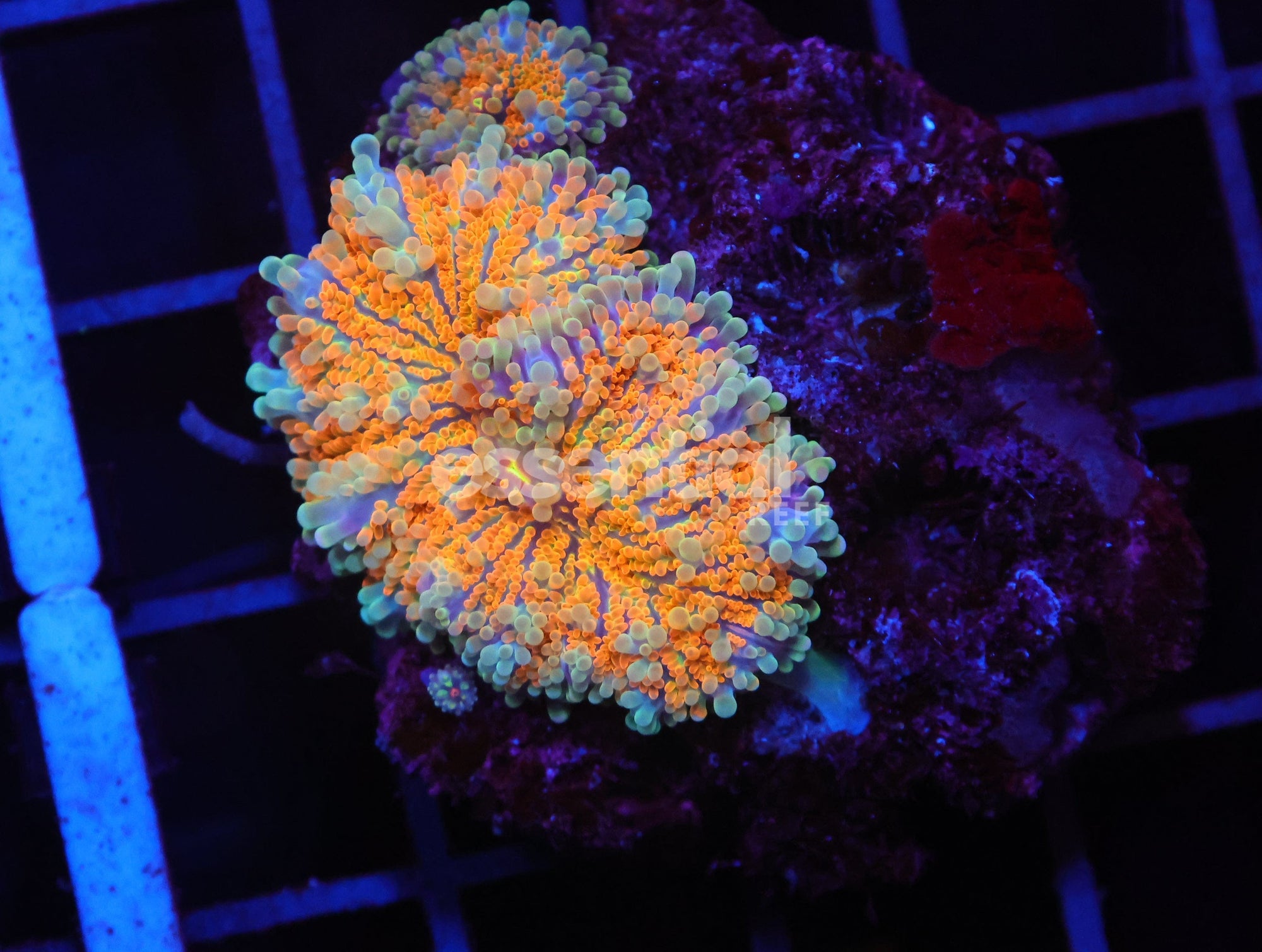 Watermarked - H53 - SOLOMON SUNRISE RICORDEA MUSHROOM