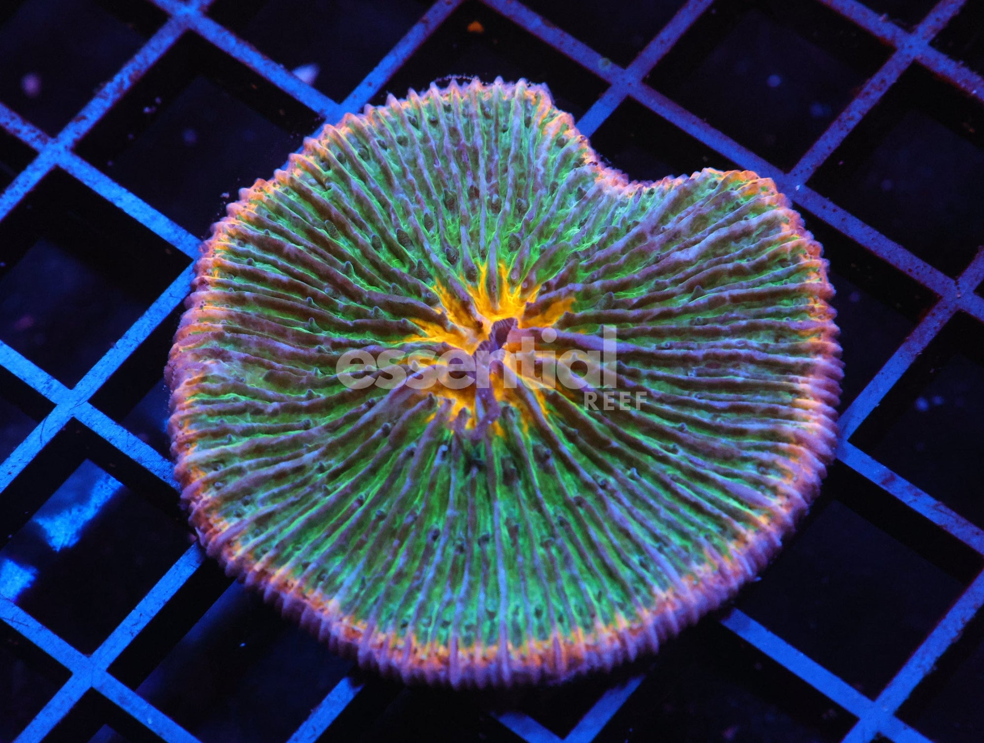 Watermarked - H57 - INDO TROPICAL PINK RIM FUNGIA