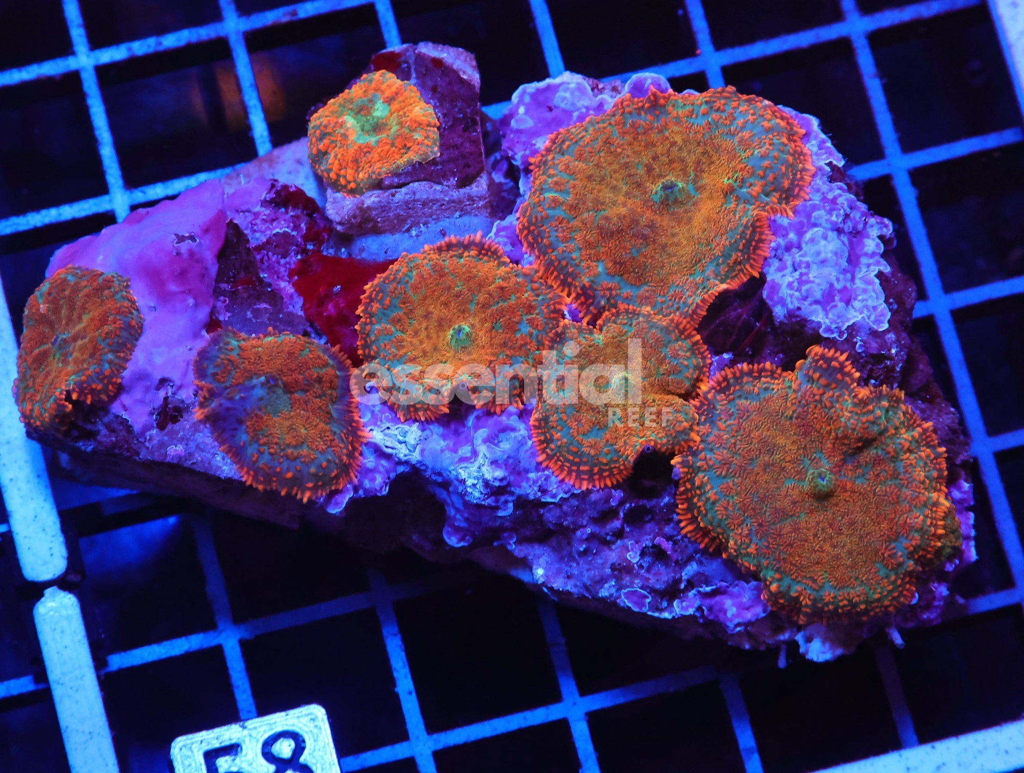 Watermarked - H58 - SUPERMAN RHODACTIS MUSHROOM