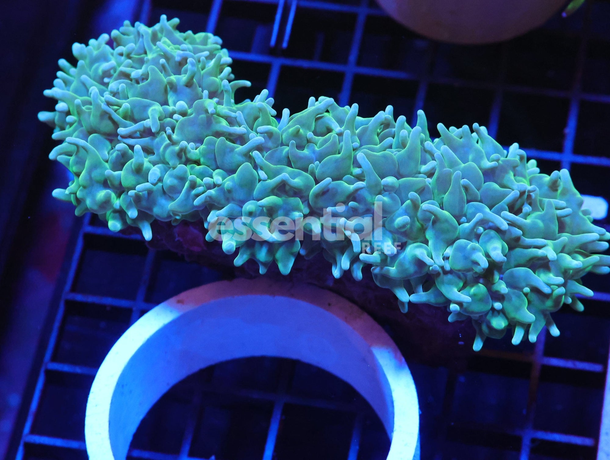 Watermarked - H61 - INDO METALLIC PEARL CORAL