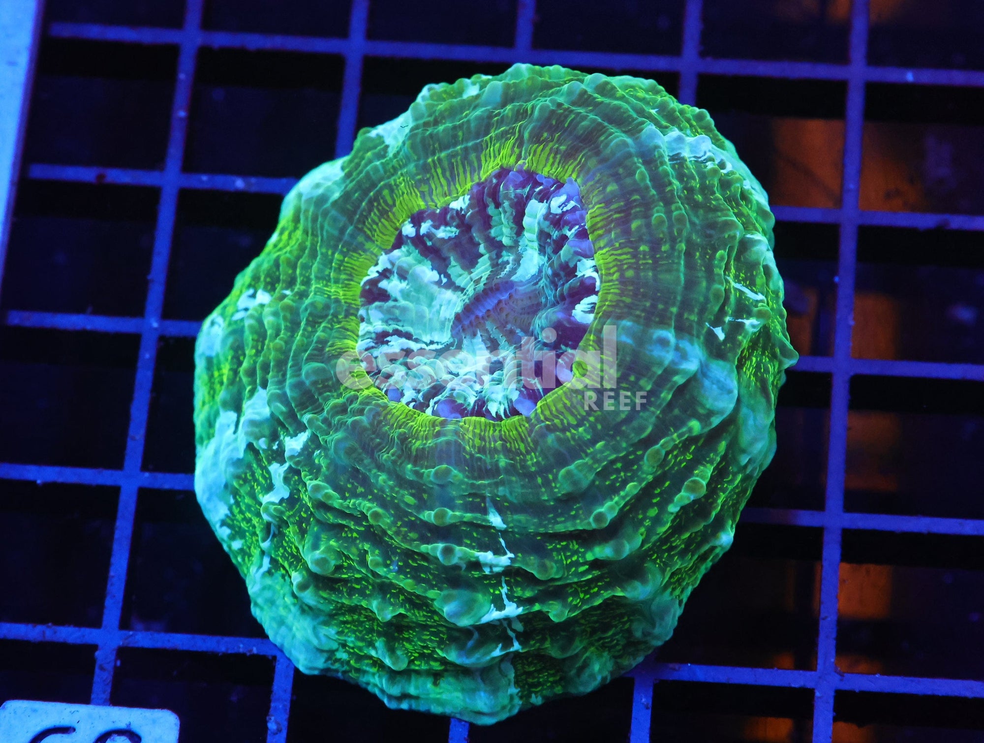 Watermarked - H69 - AUSSIE ALIEN GOO ACANTHOPHYLLIA