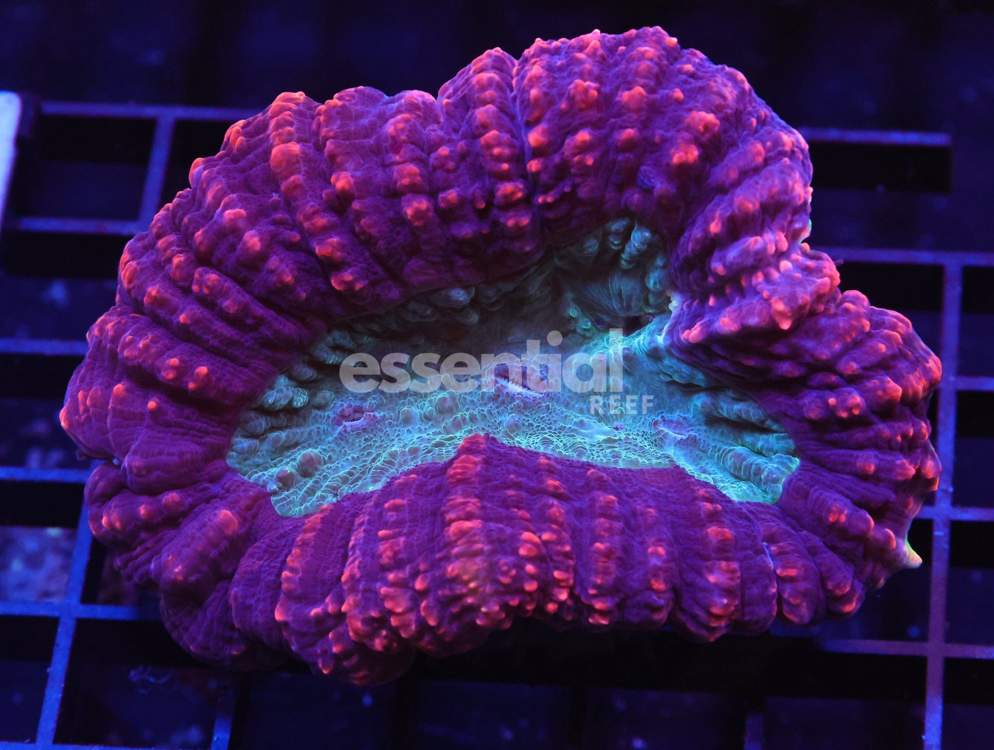 Watermarked - H70 - INDO SUPERNOVA SYMPHYLLIA