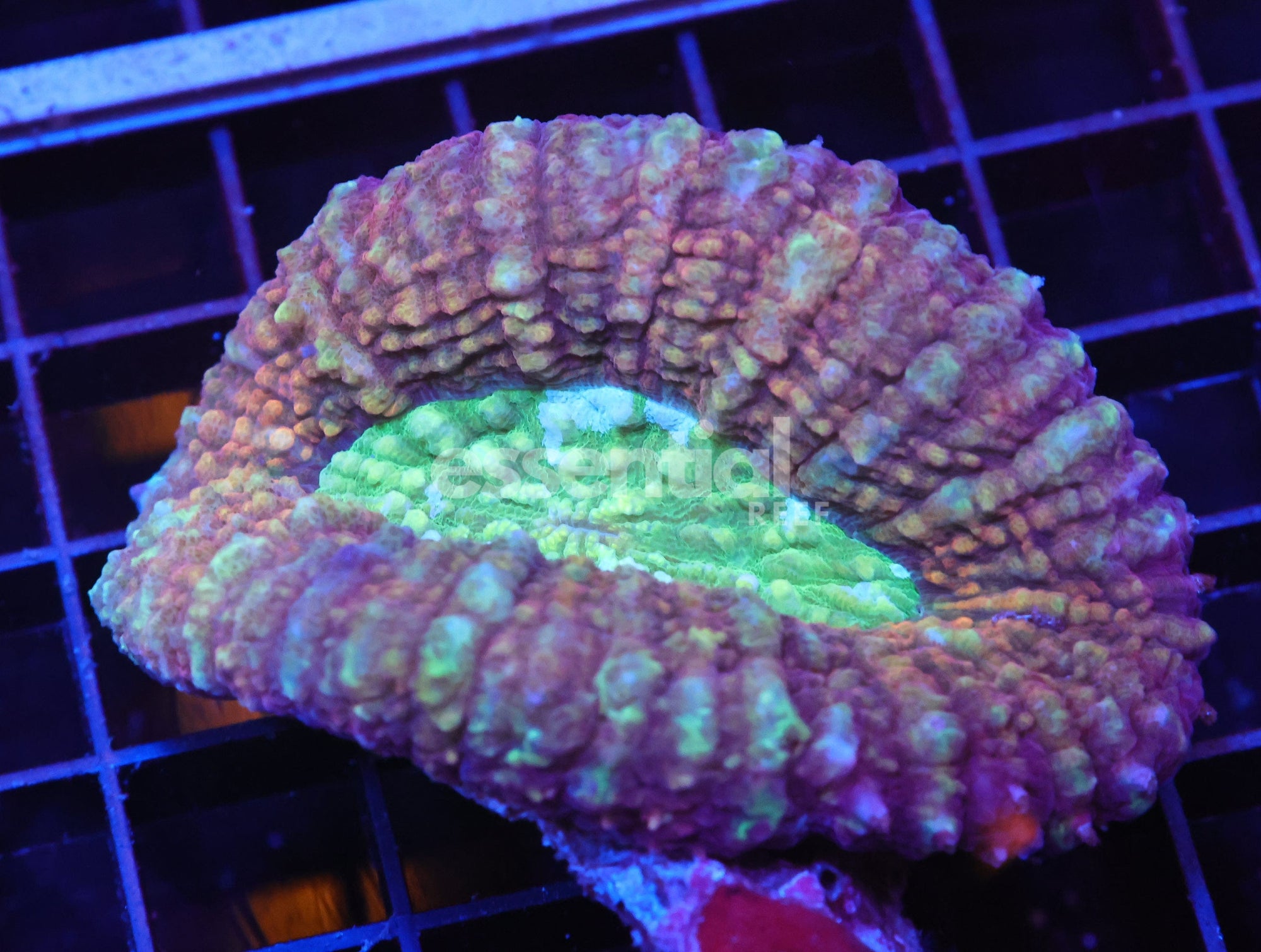 Watermarked - H74 - INDO GREEN CENTER SYMPHYLLIA