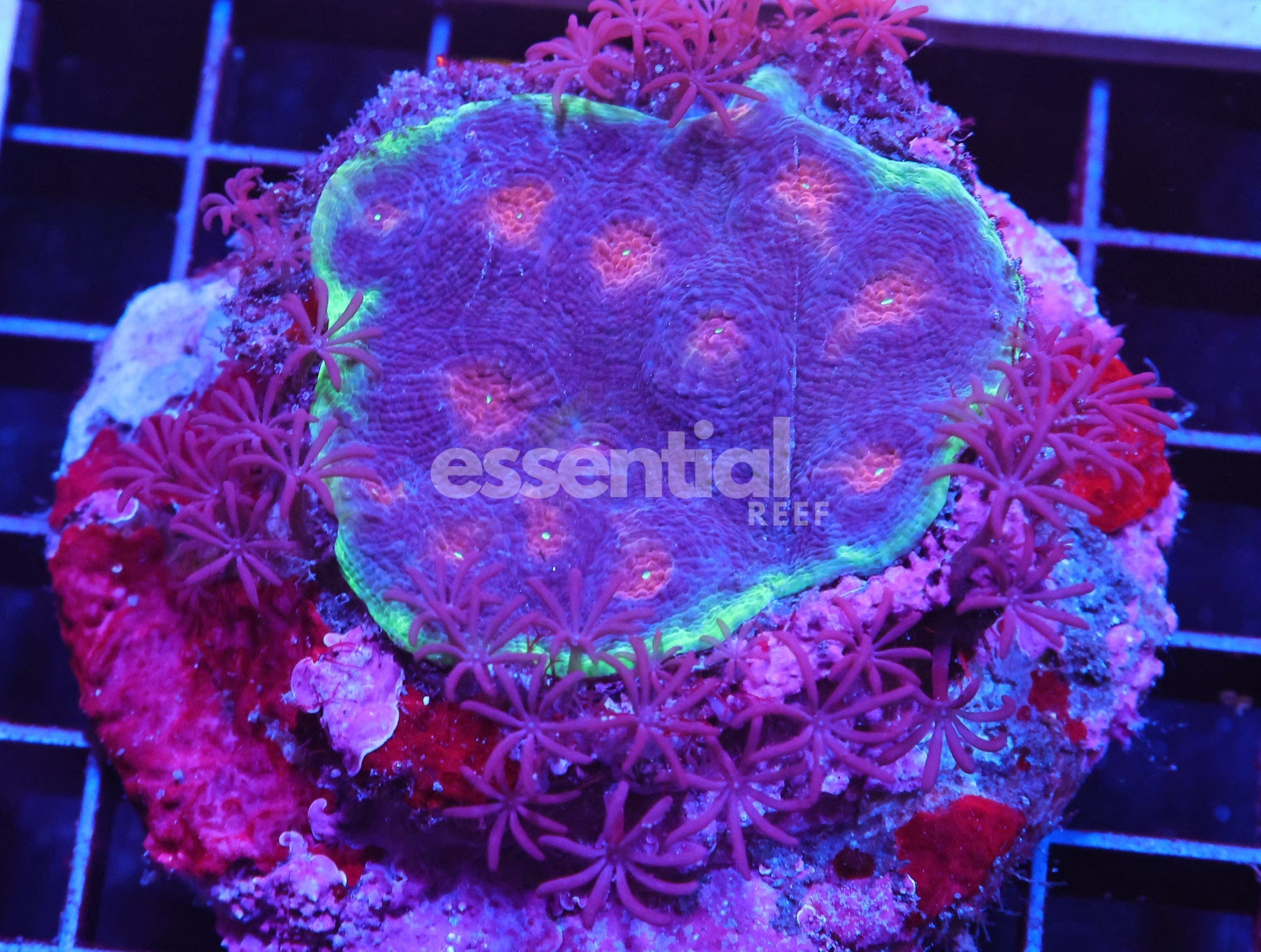 Watermarked - H77 - INDO HEAT RAY CHALICE