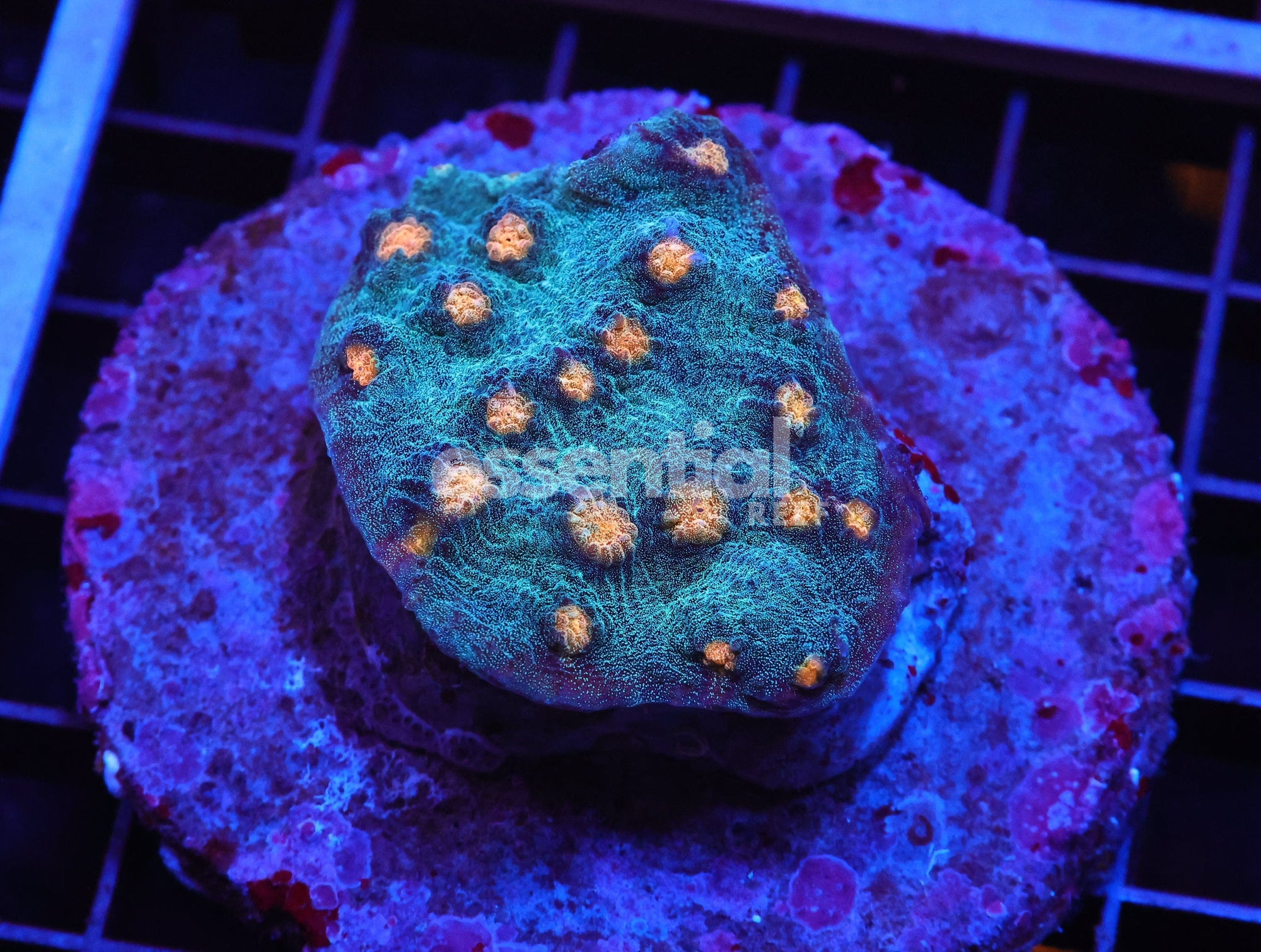 Watermarked - H79 - INDO ORANGE EYE TEAL CHALICE