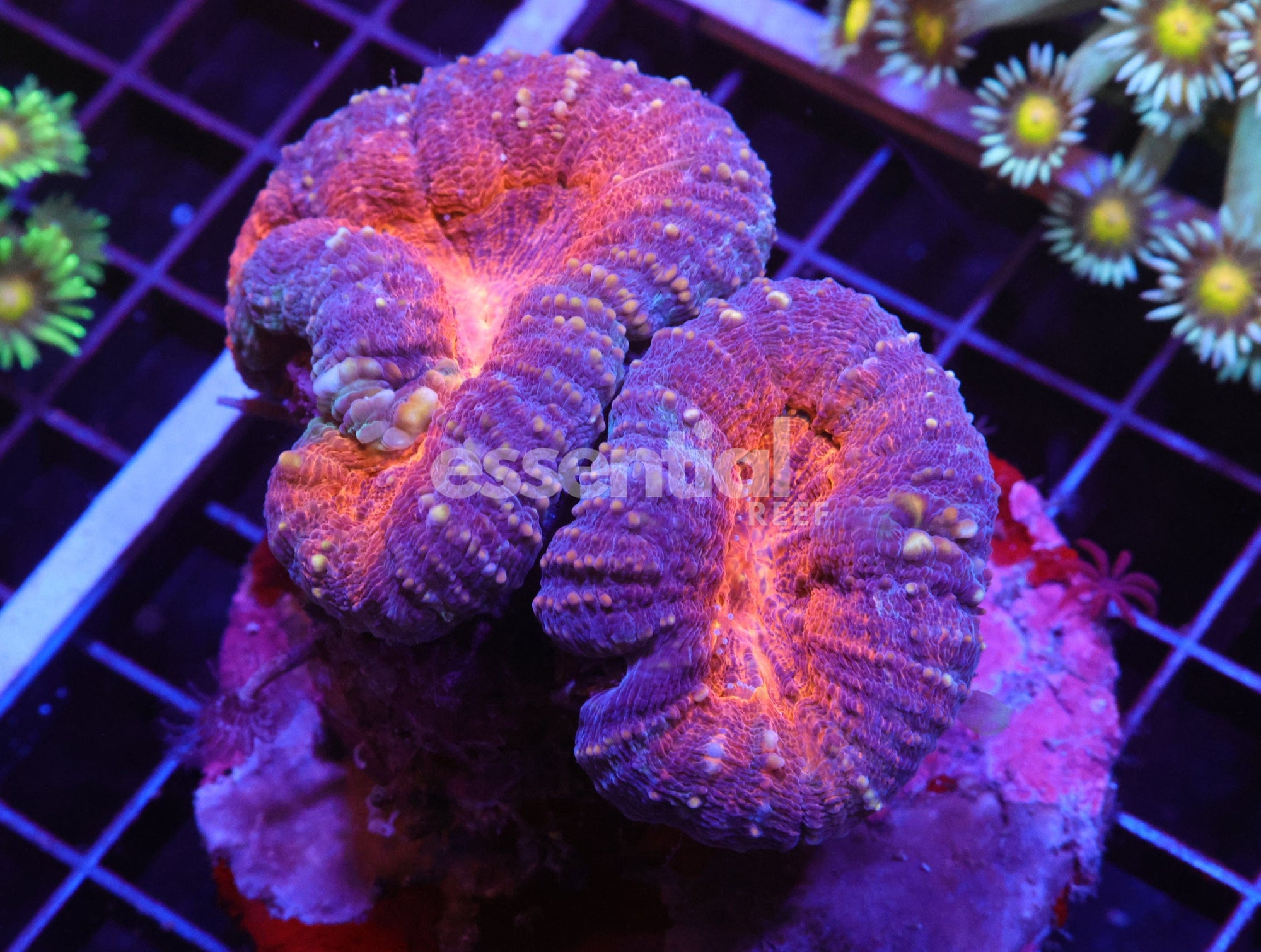 Watermarked - H81 - INDO ORANGE CORE LOBO