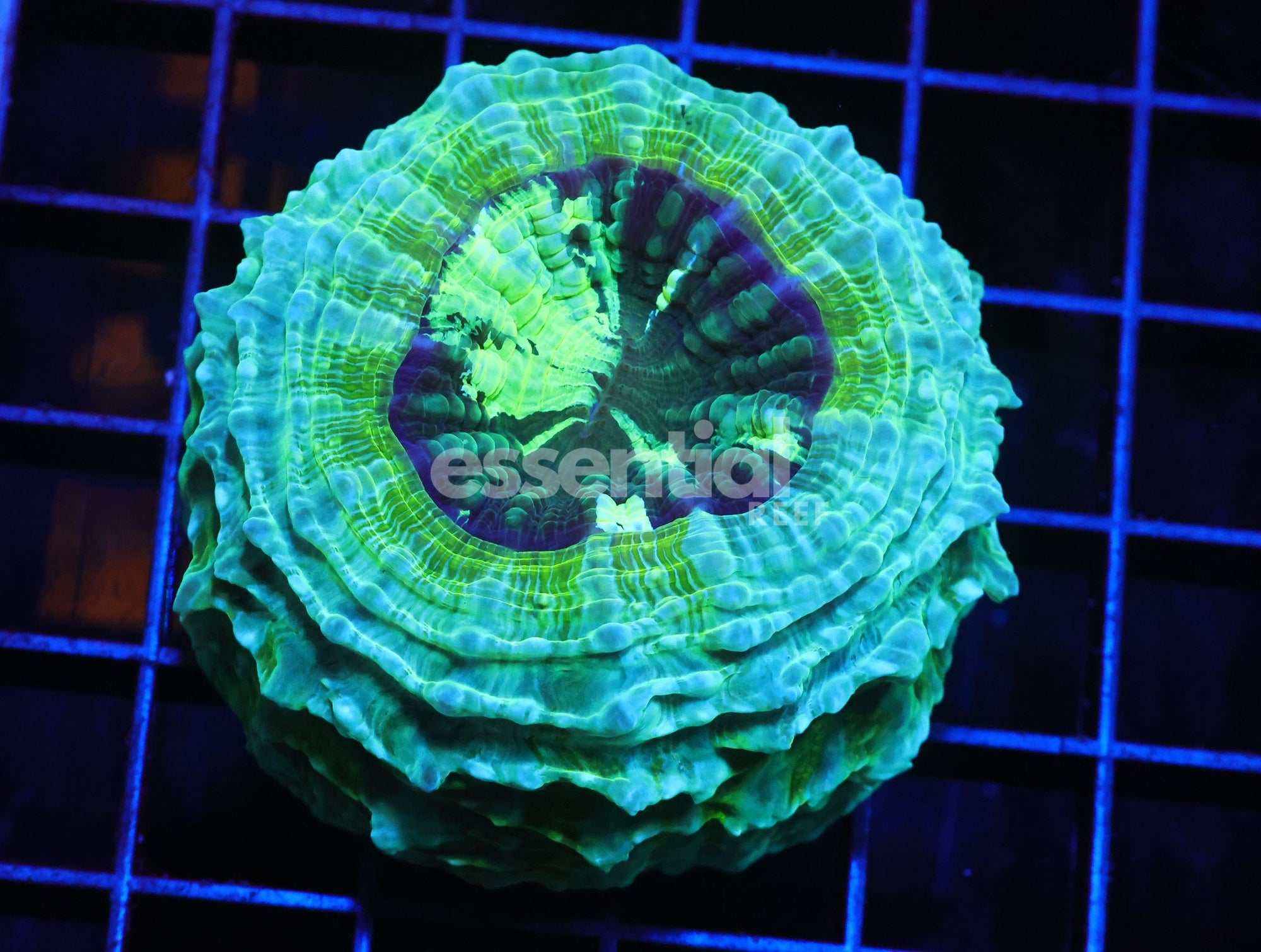 Watermarked - H83 - AUSSIE ALIEN GOO ACANTHOPHYLLIA