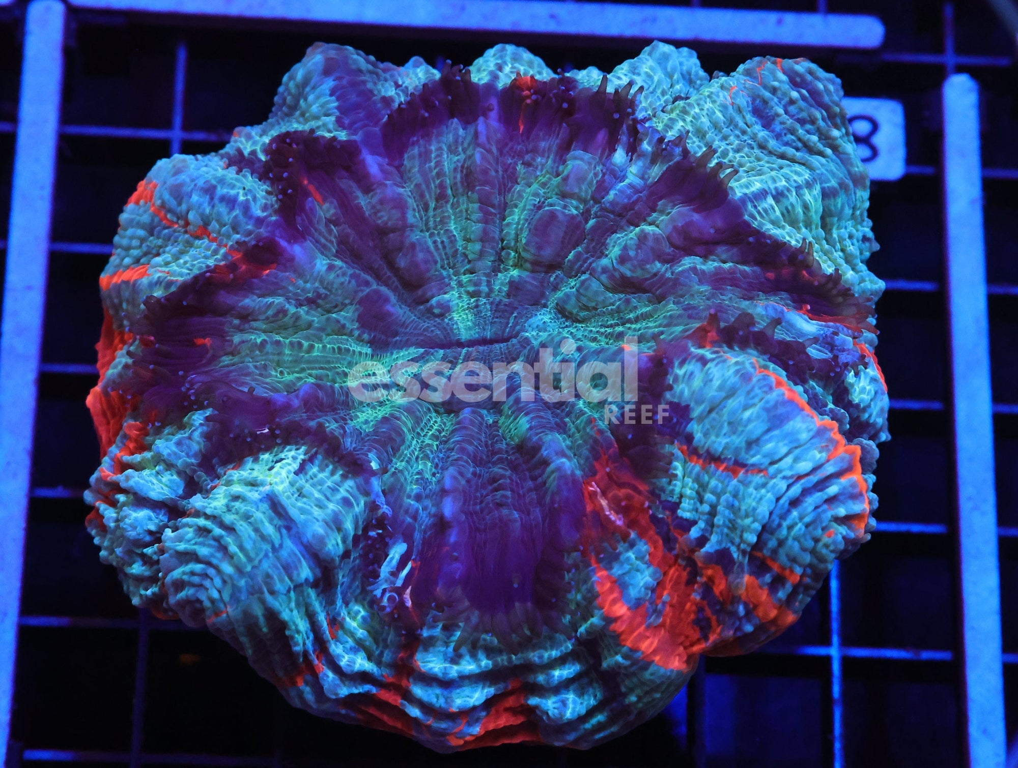 Watermarked - H84 - MALAYSIAN RED STRIPE ACANTHOPHYLLIA