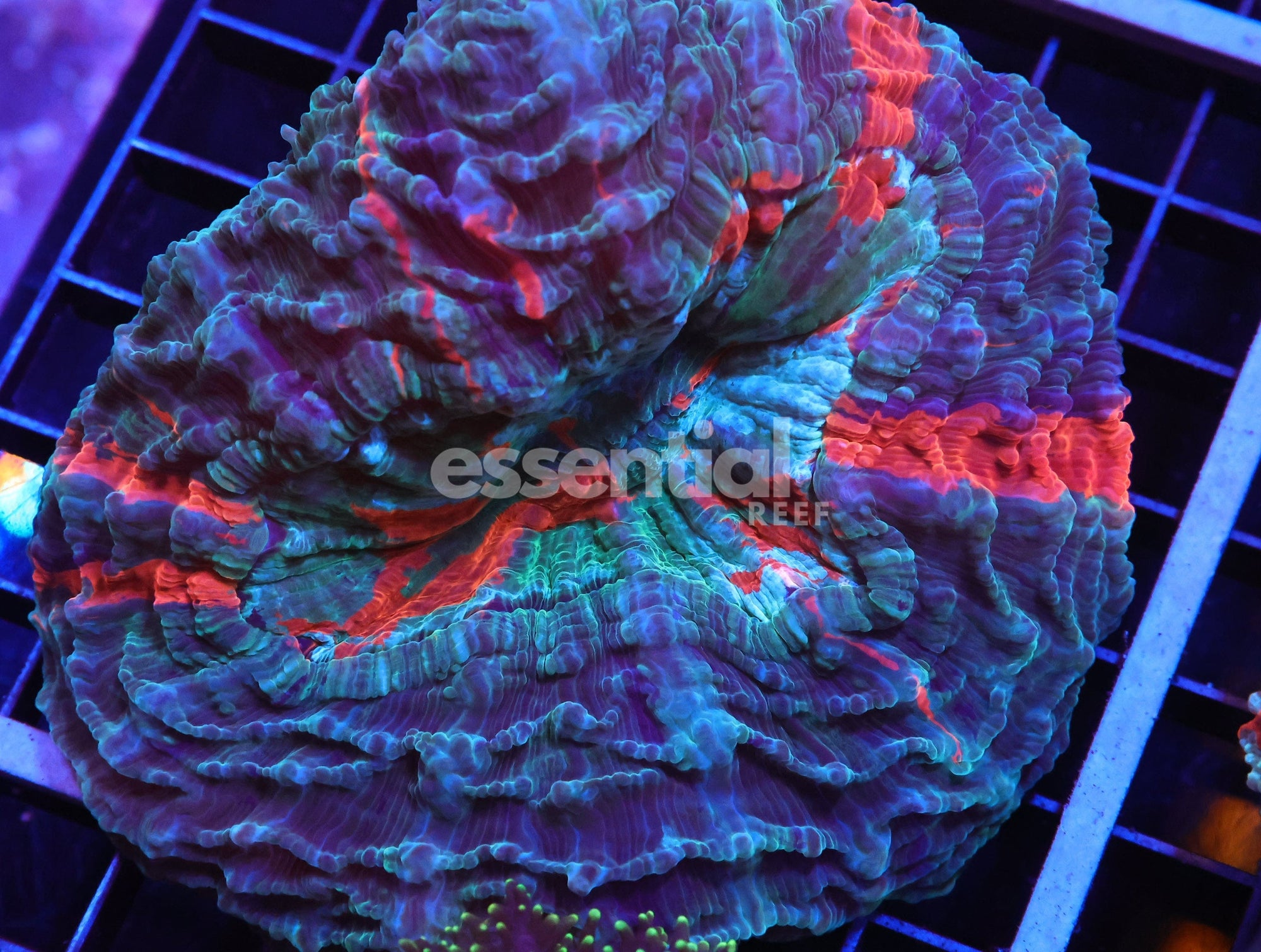 Watermarked - H85 - MALAYSIAN RED STRIPE ACANTHOPHYLLIA