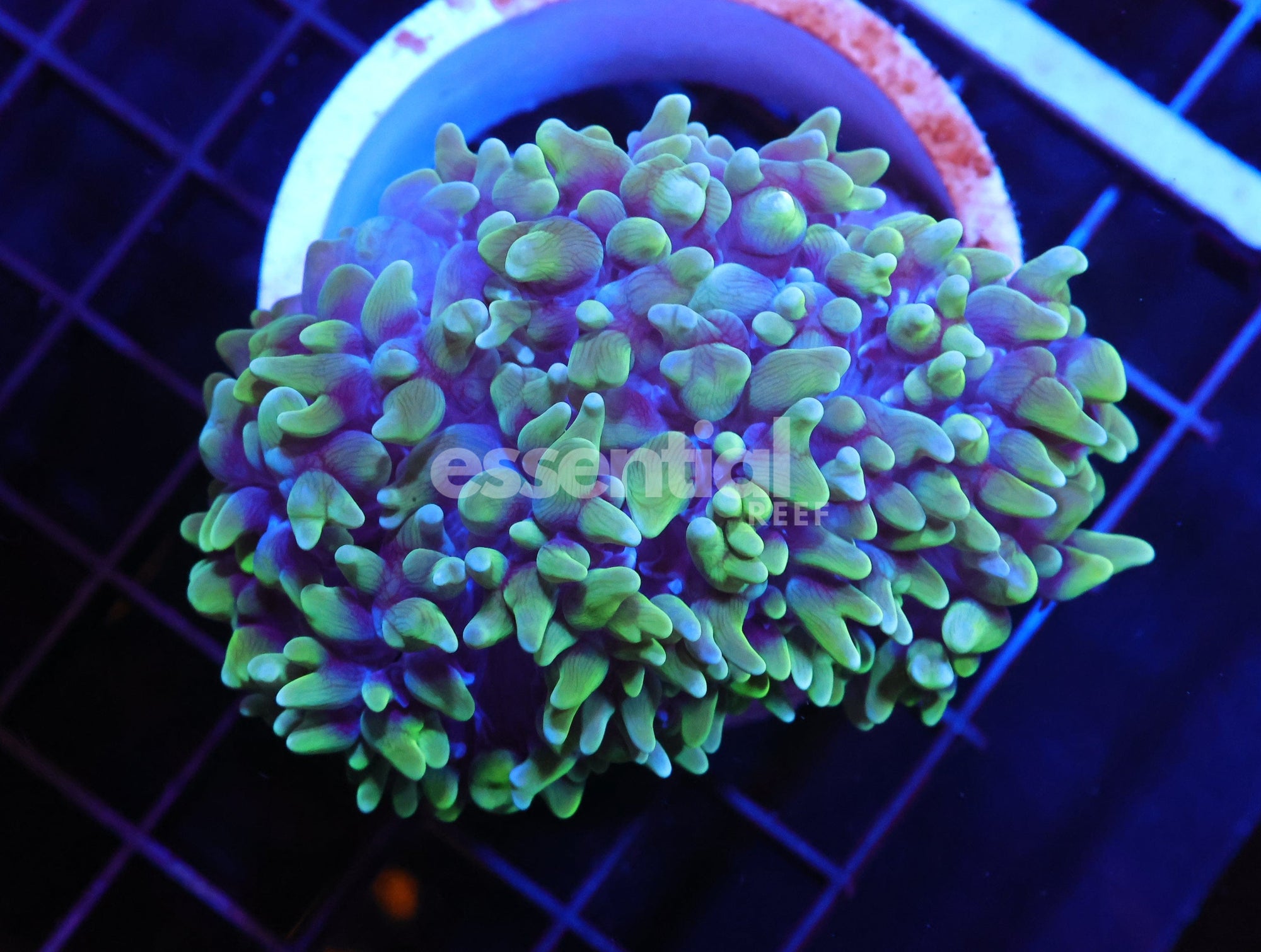 Watermarked - H86 - INDO TOXIC PEARL CORAL