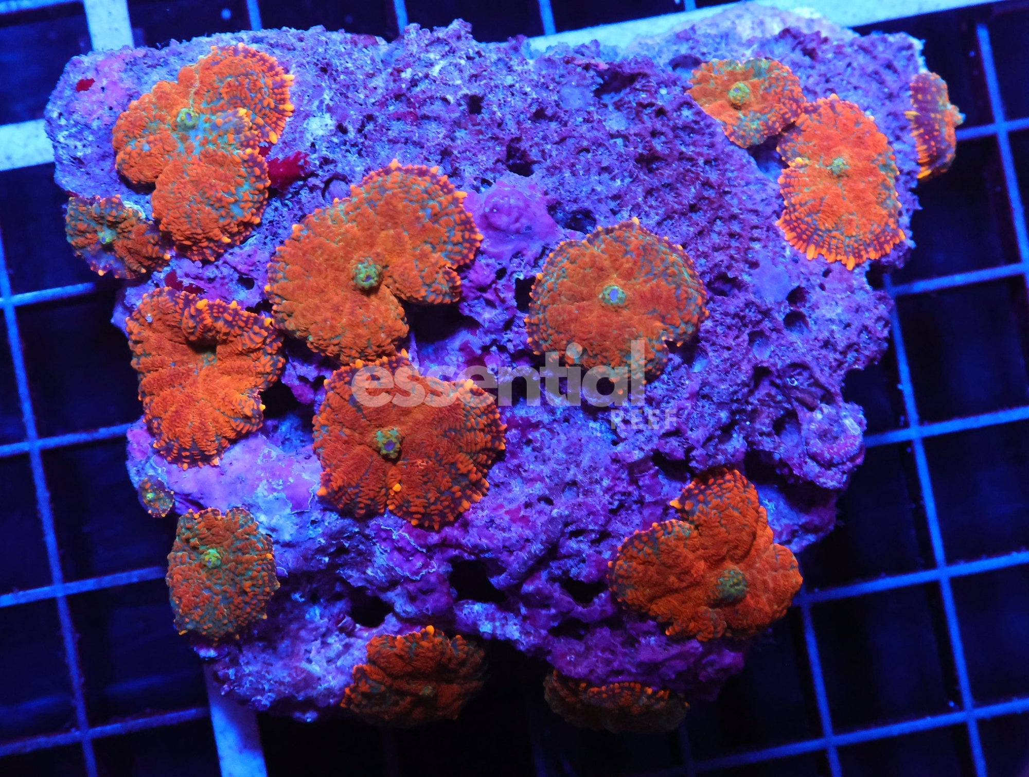Watermarked - H87 - SUPERMAN RHODACTIS MUSHROOM