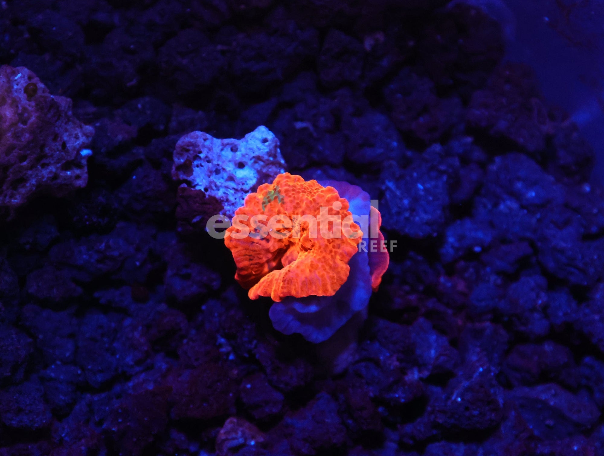 Watermarked - H88 - ECLECTUS MUSHROOM