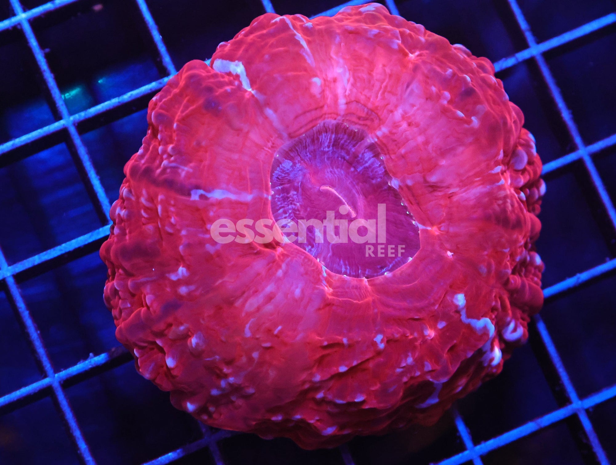 Watermarked - H89 - INDO RUBY RED CYNARINA