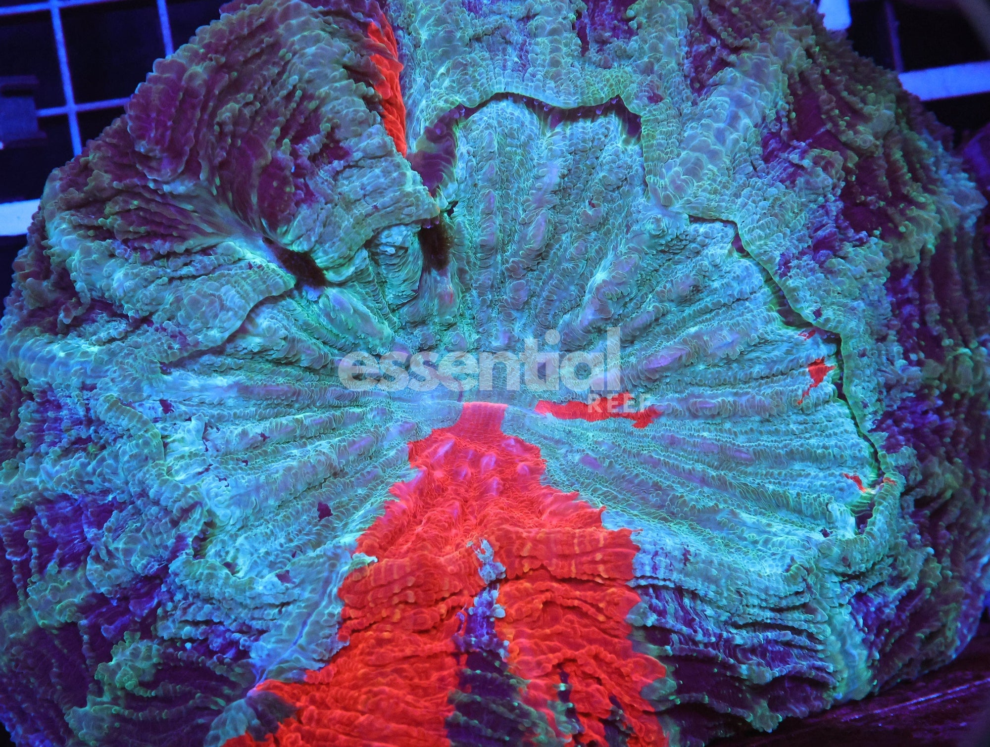 Watermarked - H91 - MALAYSIAN RED STRIPE ACANTHOPHYLLIA