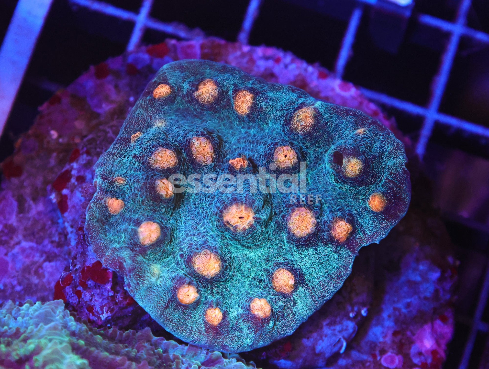Watermarked - H92 - INDO ORANGE EYE TEAL CHALICE