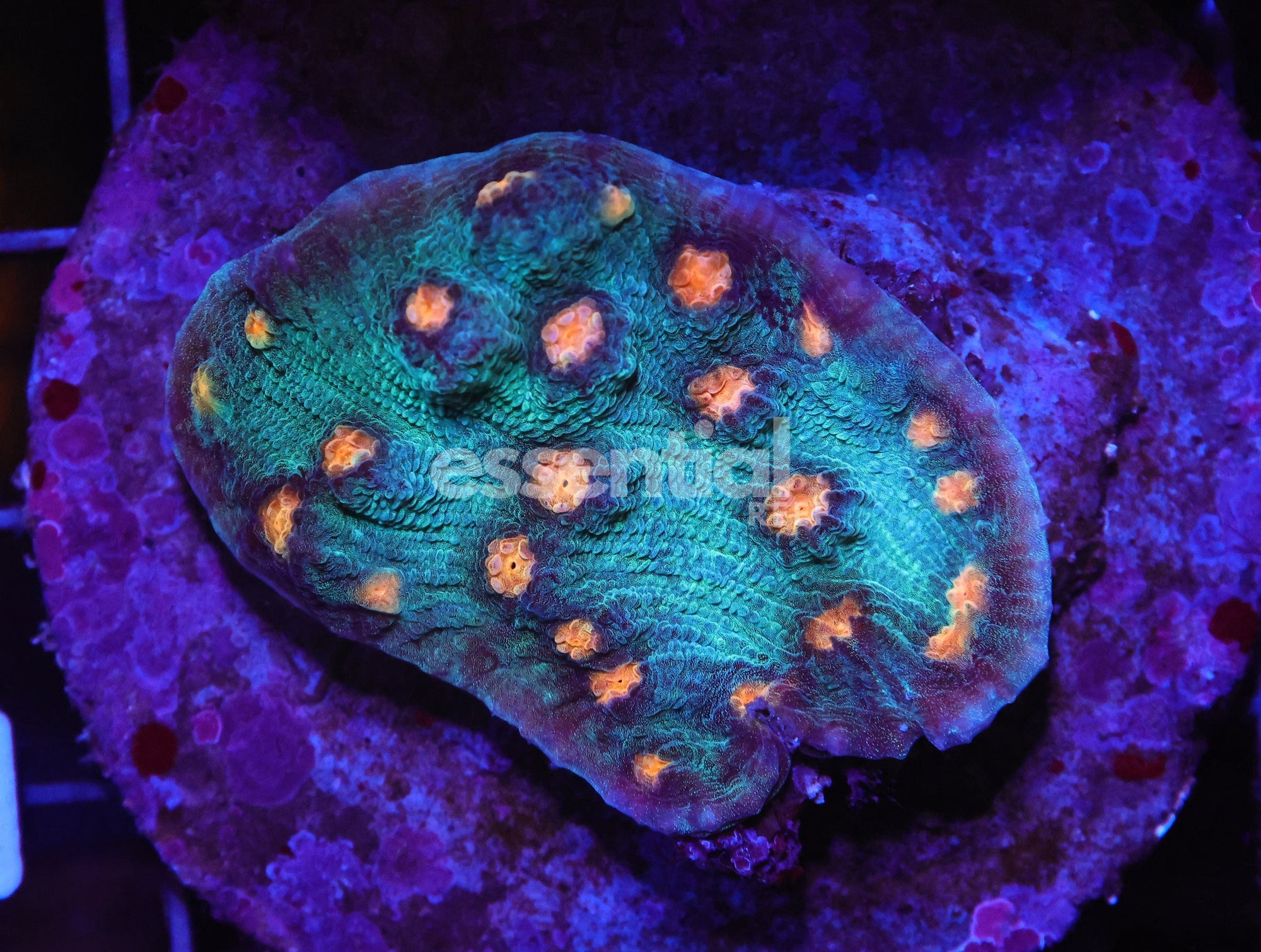 Watermarked - H93 - INDO ORANGE EYE TEAL CHALICE