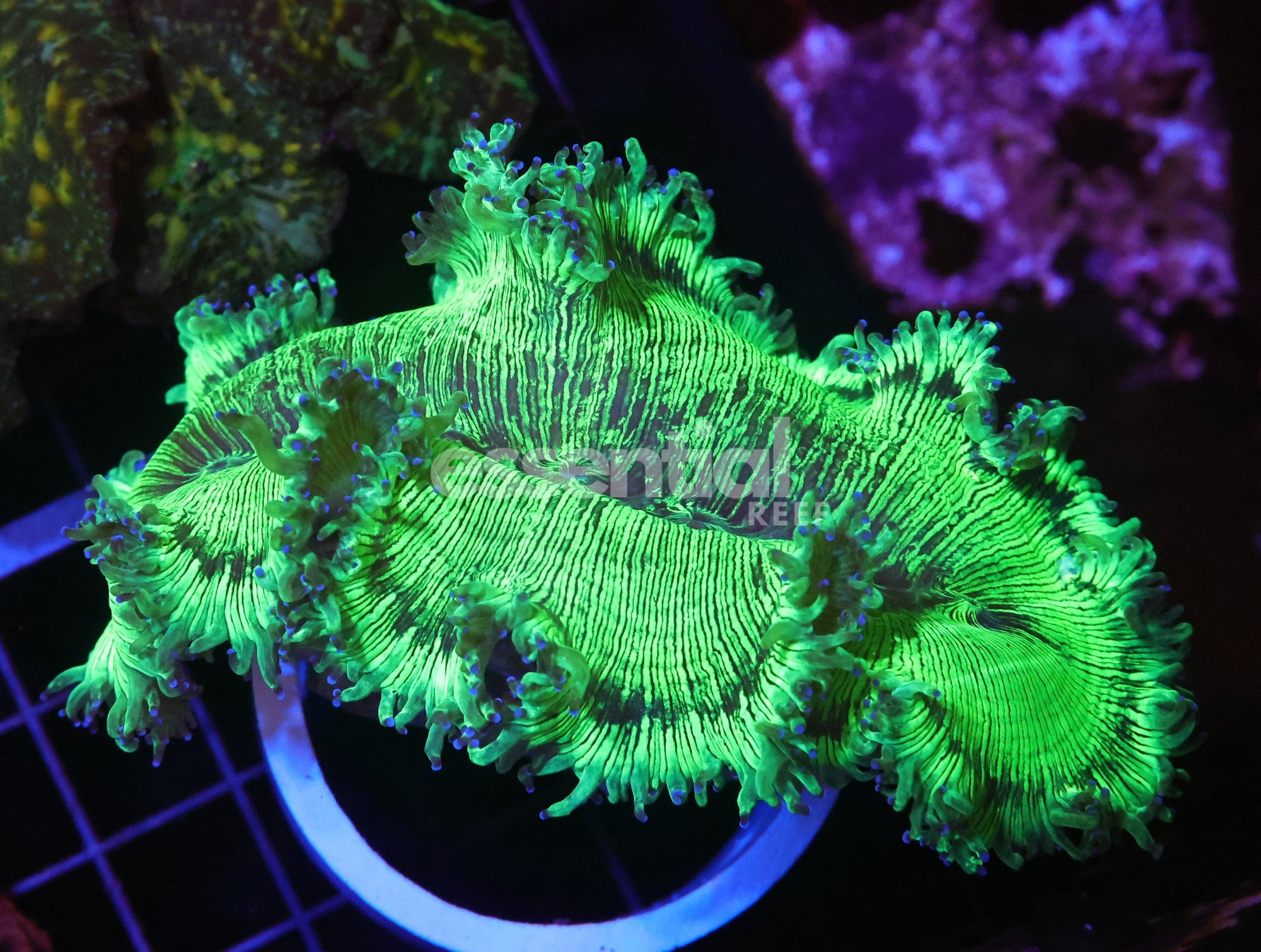 Watermarked - H95 - INDO PURPLE TIP ELEGANCE