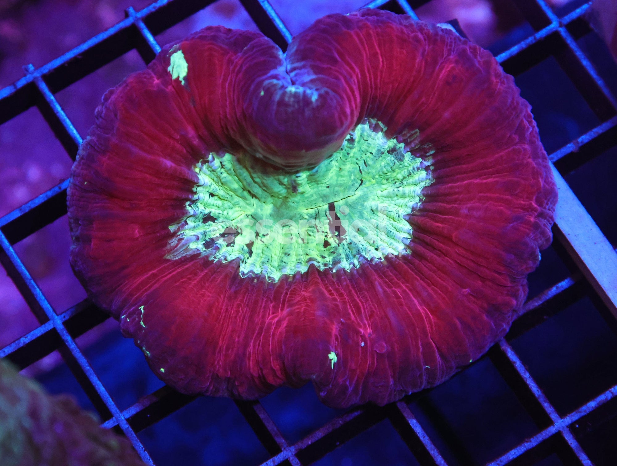 Watermarked - H96 - INDO SUNSET ECLIPSE TRACHY