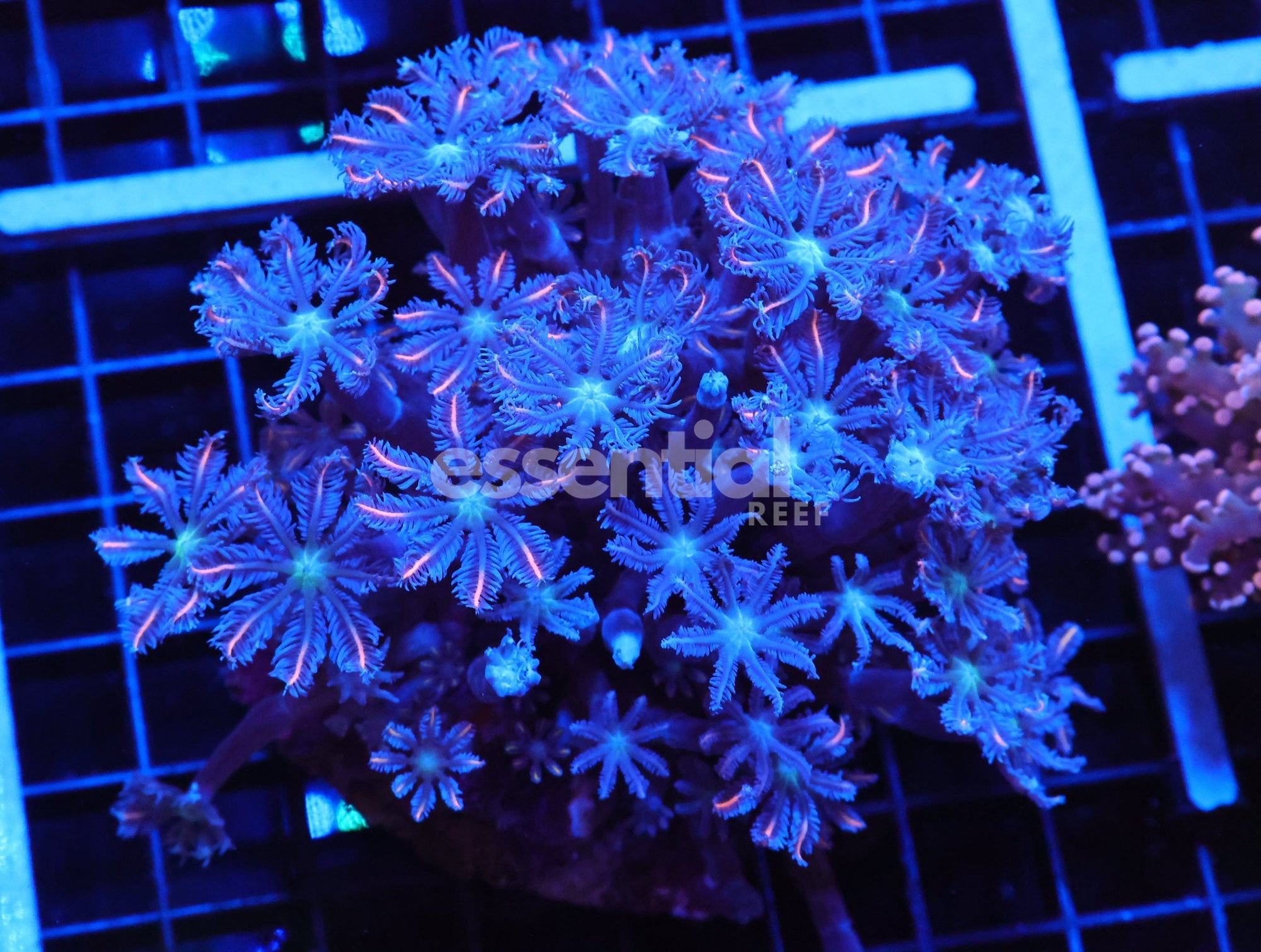 Watermarked - J07 - INDO GLOVE POLYP FIREWORKS