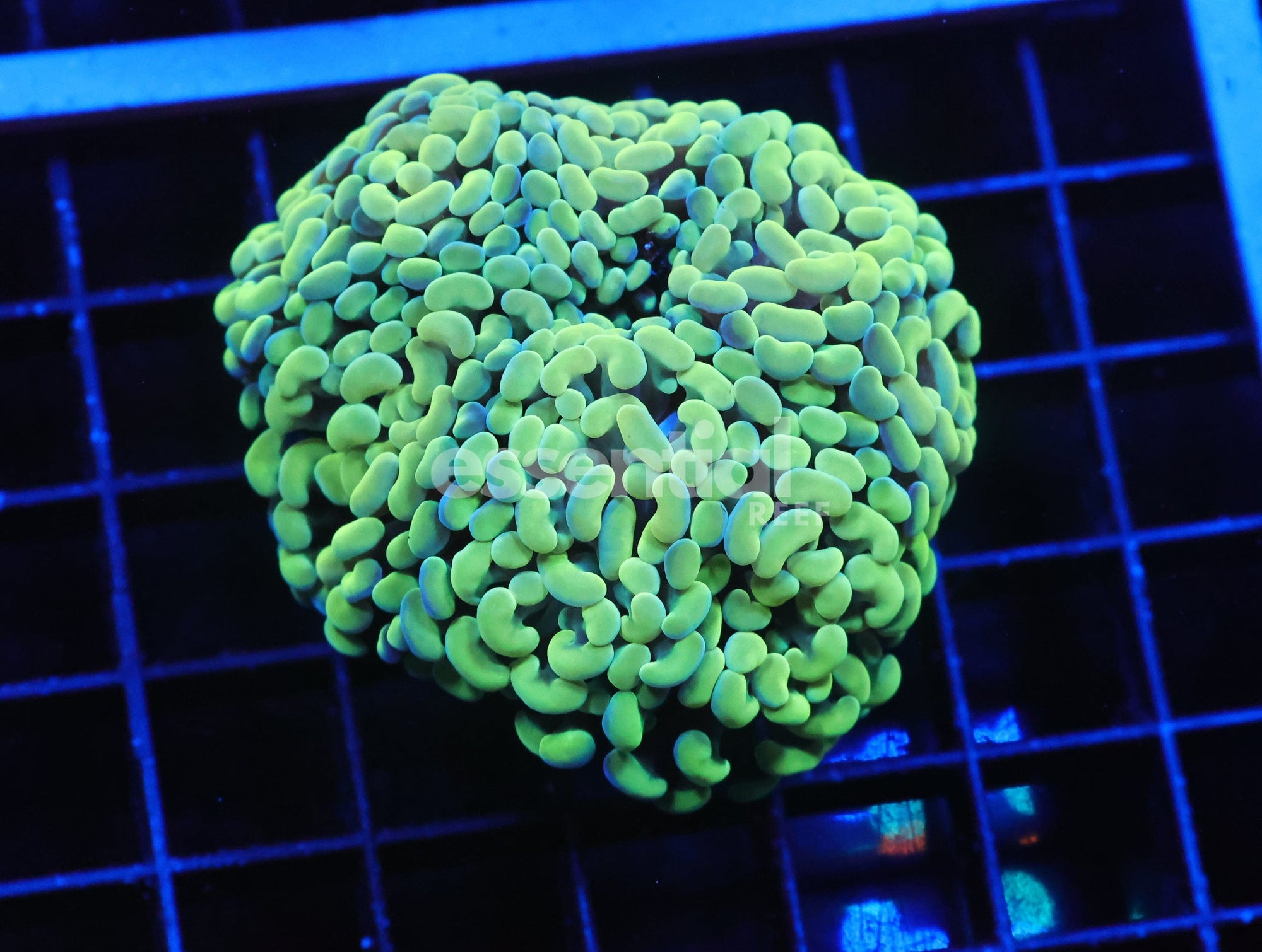 Watermarked - J09 - INDO HAMMER BRANCH GOLD 5 HEAD