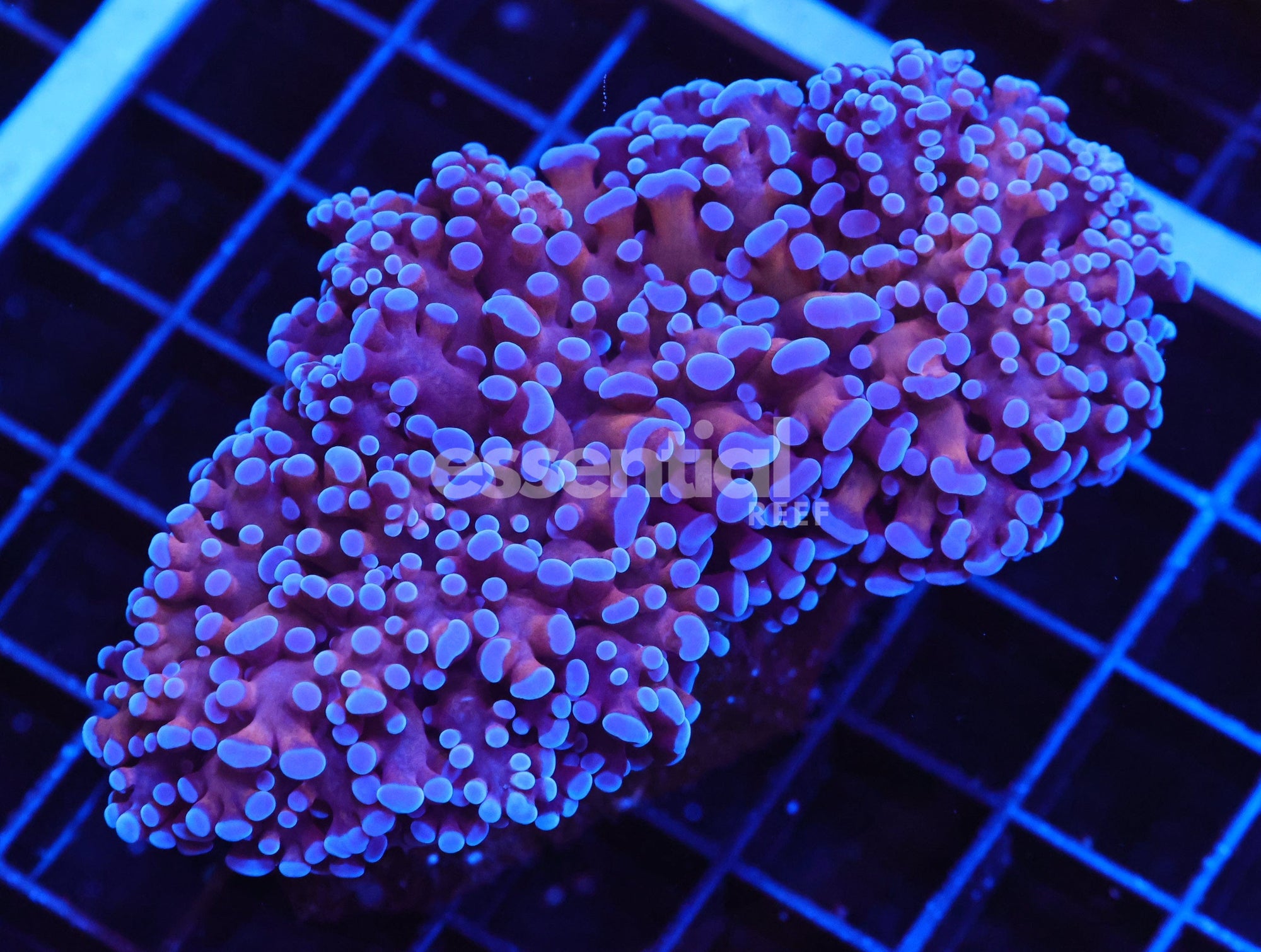 Watermarked - J12 - INDO FROGSPAWN WALL GOLD STEM