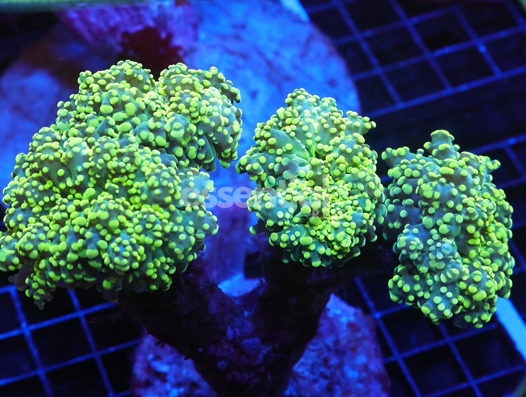 Watermarked - J22 - INDO FROGSPAWN BRANCH GAMMA RAY 4 HEAD