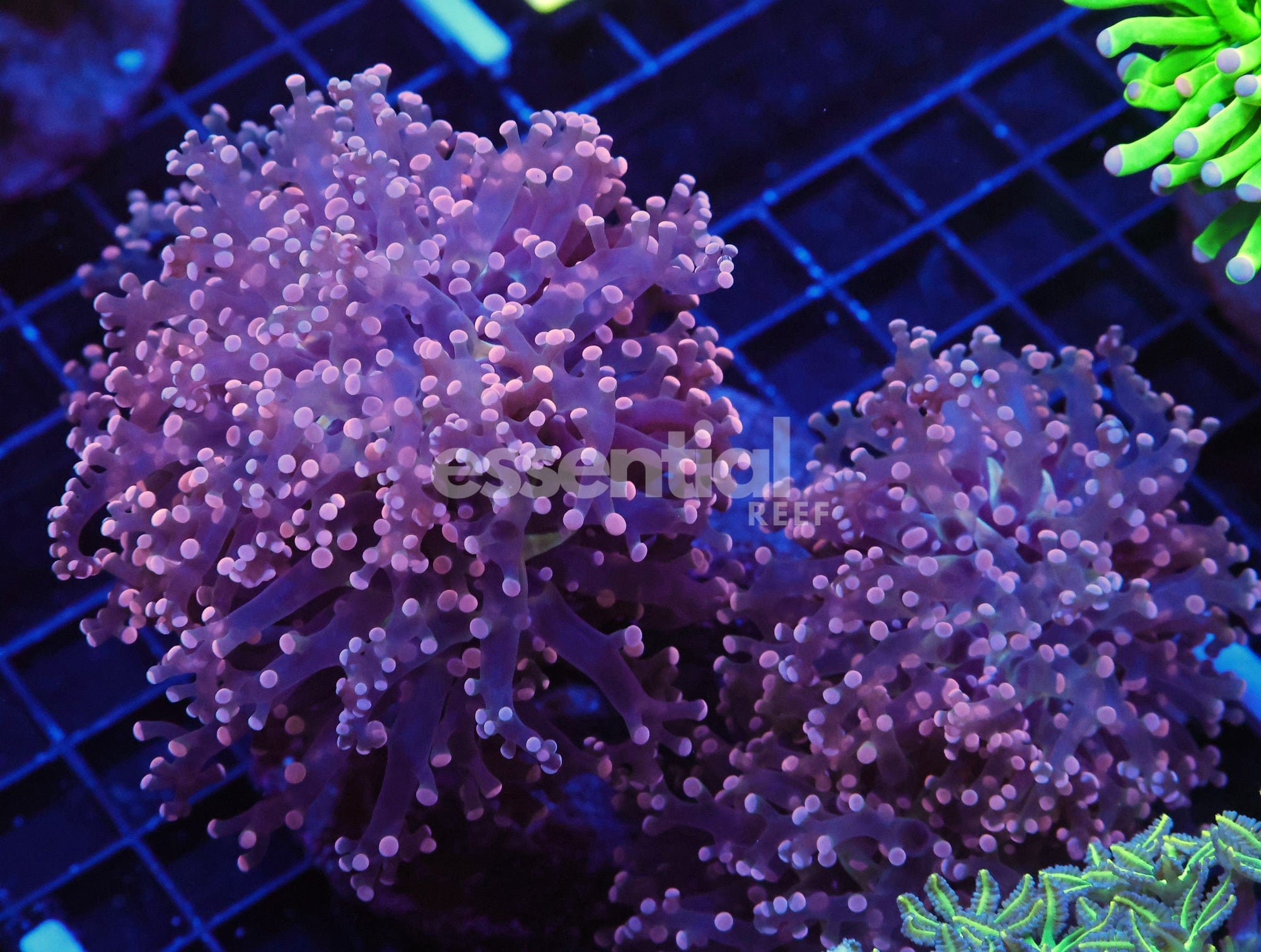 Watermarked - J23 - INDO FROGSPAWN BRANCH PEACH 4 HEAD