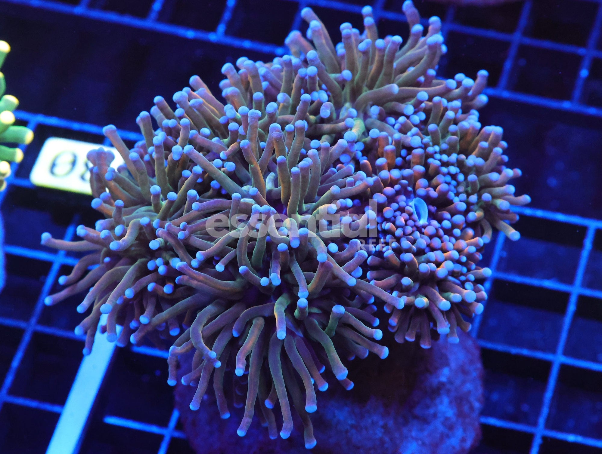 Watermarked - J29 - MALAYSIAN TORCH GRAIL VARIANT 6 HEAD