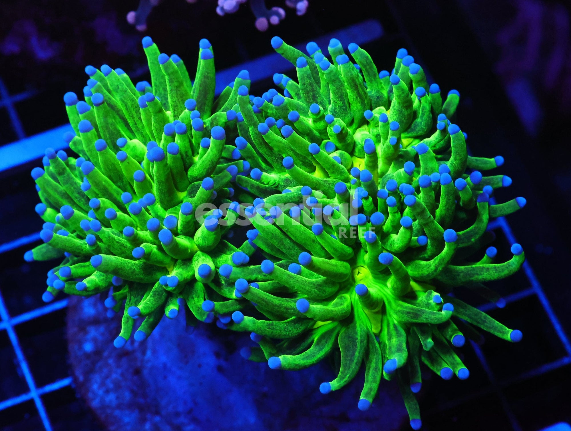 Watermarked - J31 - MALAYSIAN TORCH GLITTER 2 HEAD