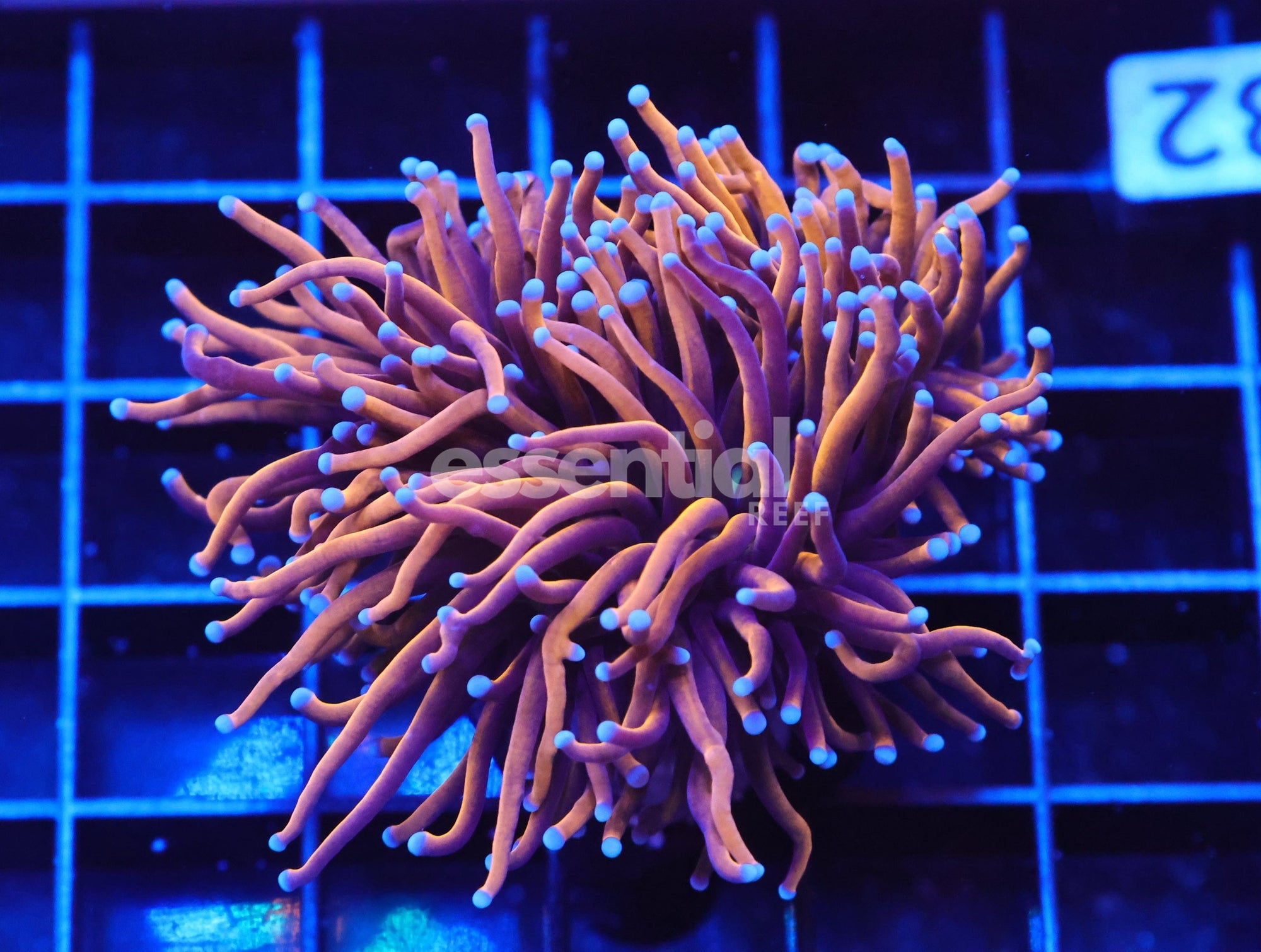 Watermarked - J32 - INDO TORCH GOLD VARIANT 2 HEAD