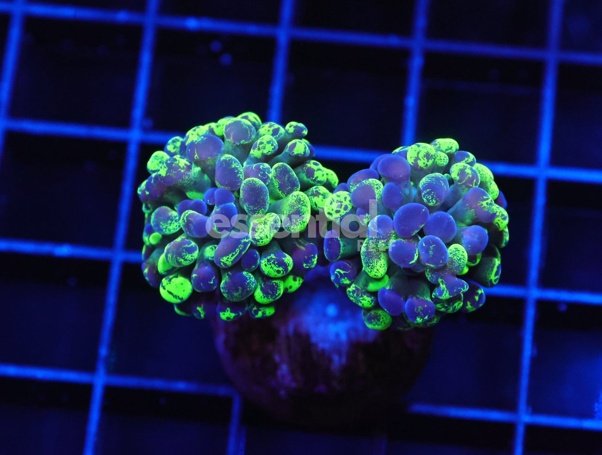 Watermarked - J33 - INDO HAMMER BRANCH TOXIC SPLATTER 2 HEAD