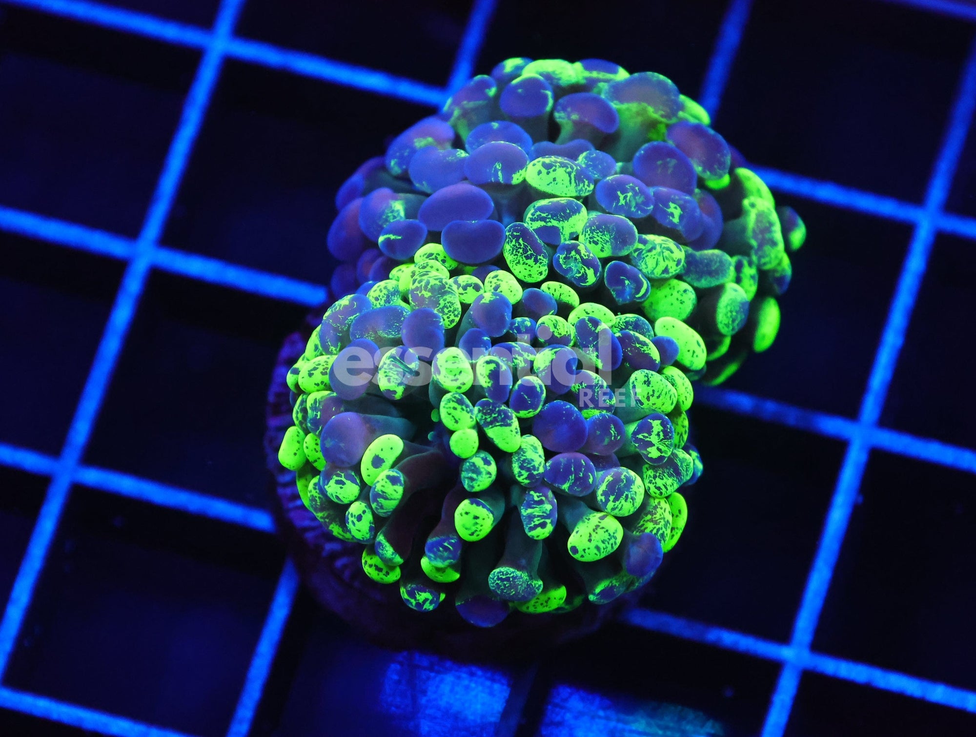 Watermarked - J35 - INDO HAMMER BRANCH TOXIC SPLATTER 2 HEAD