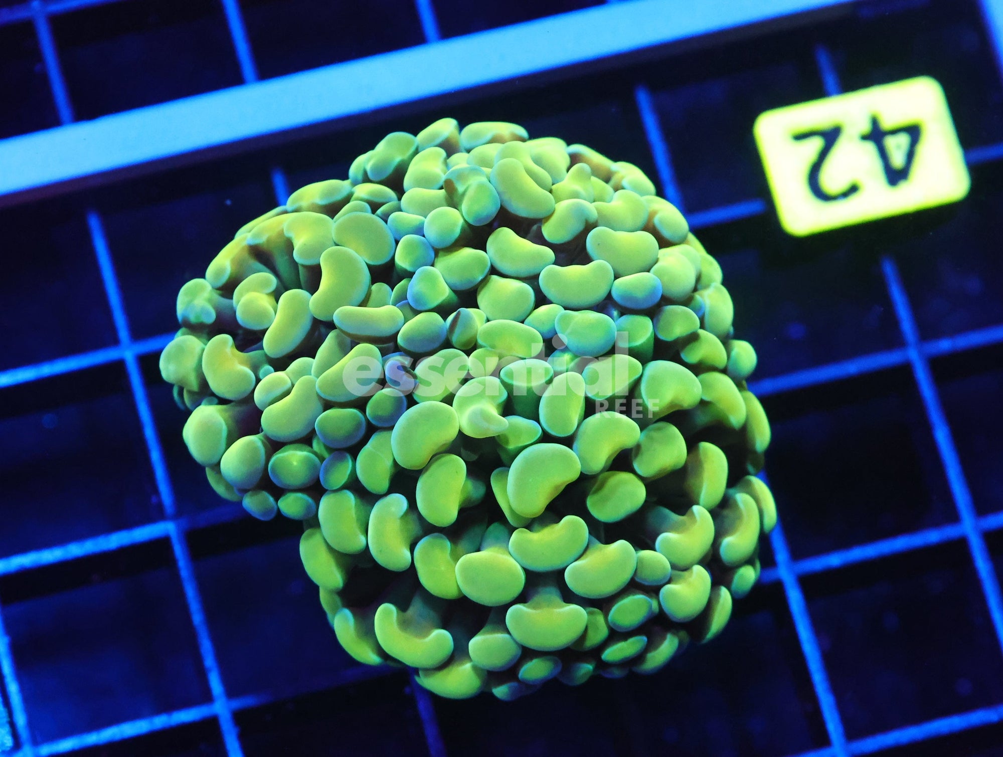 Watermarked - J42 - INDO HAMMER BRANCH GOLD 3 HEAD