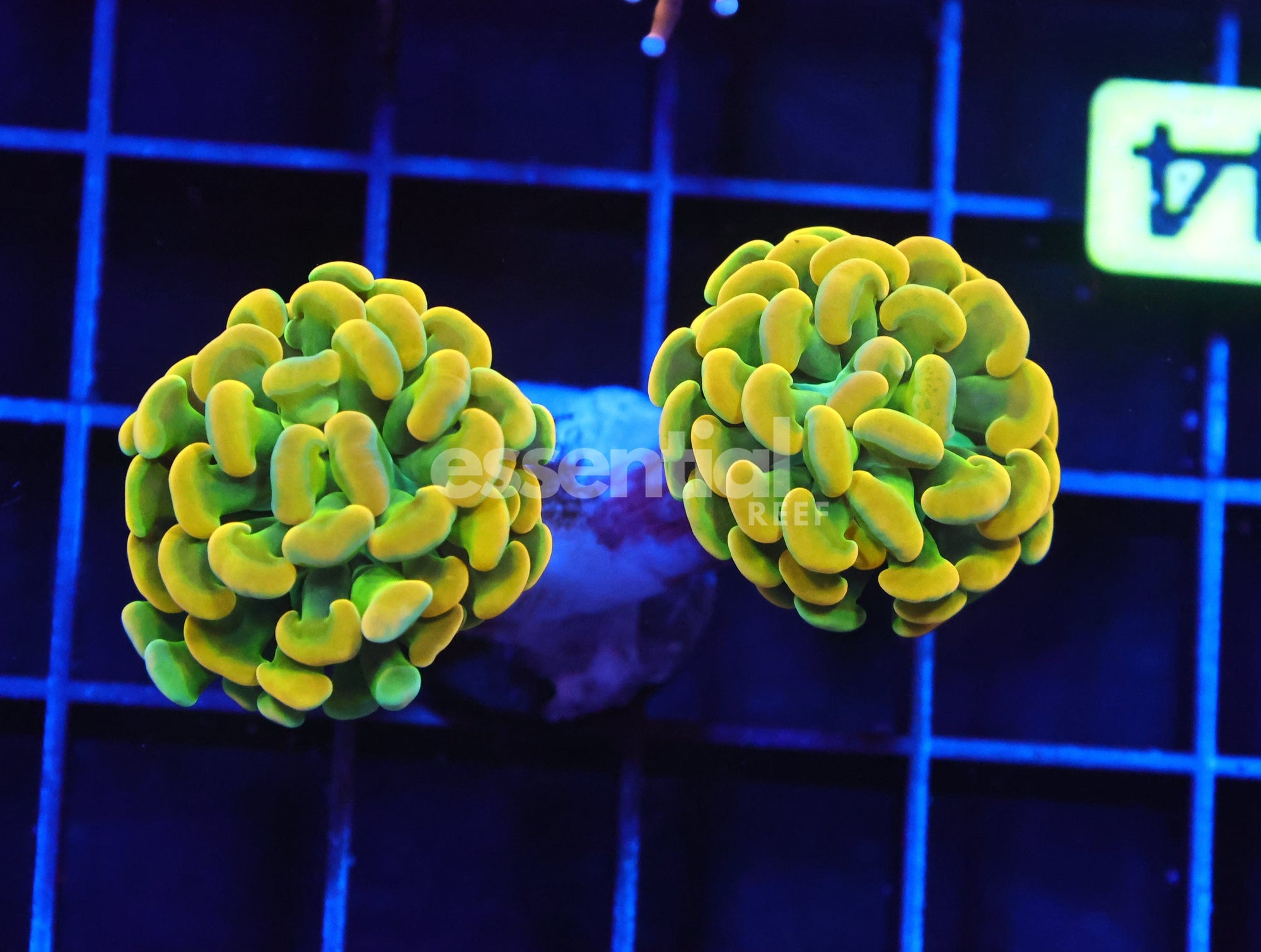 Watermarked - J44 - INDO HAMMER BRANCH HOLY GRAIL 2 HEAD