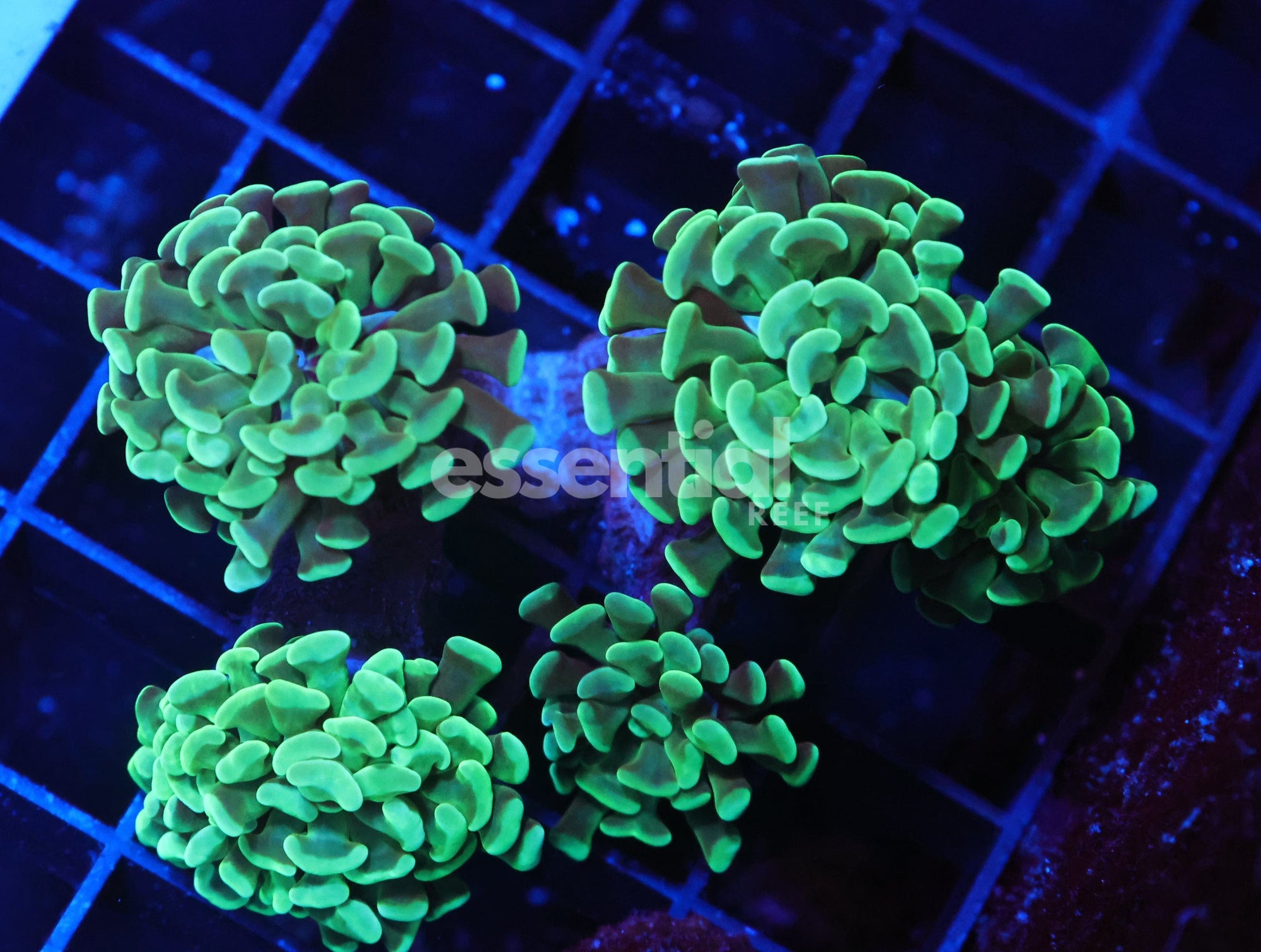 Watermarked - J46 - INDO HAMMER BRANCH GOLD STEM 4 HEAD