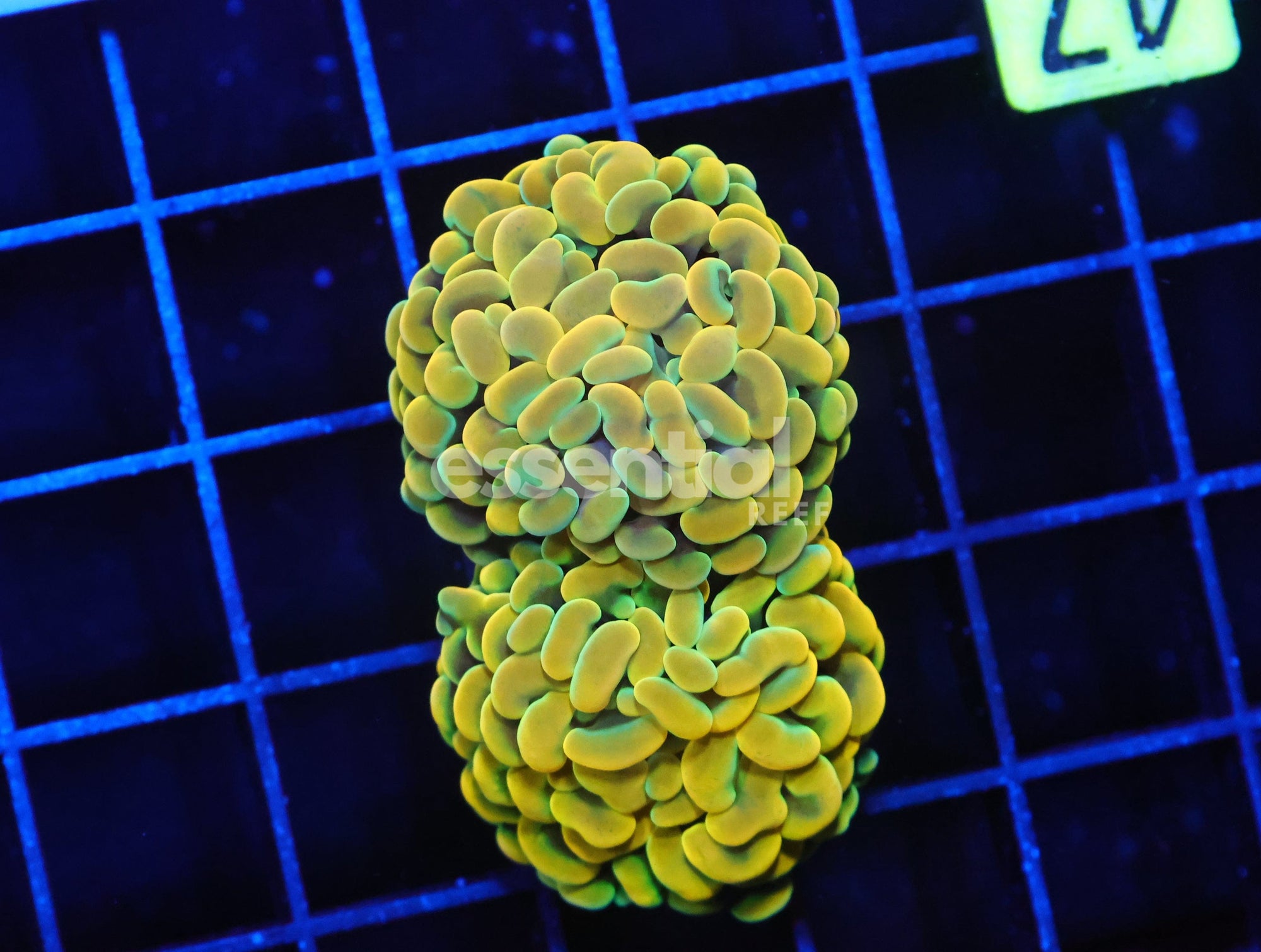 Watermarked - J47 - INDO HAMMER BRANCH CANARY 2 HEAD