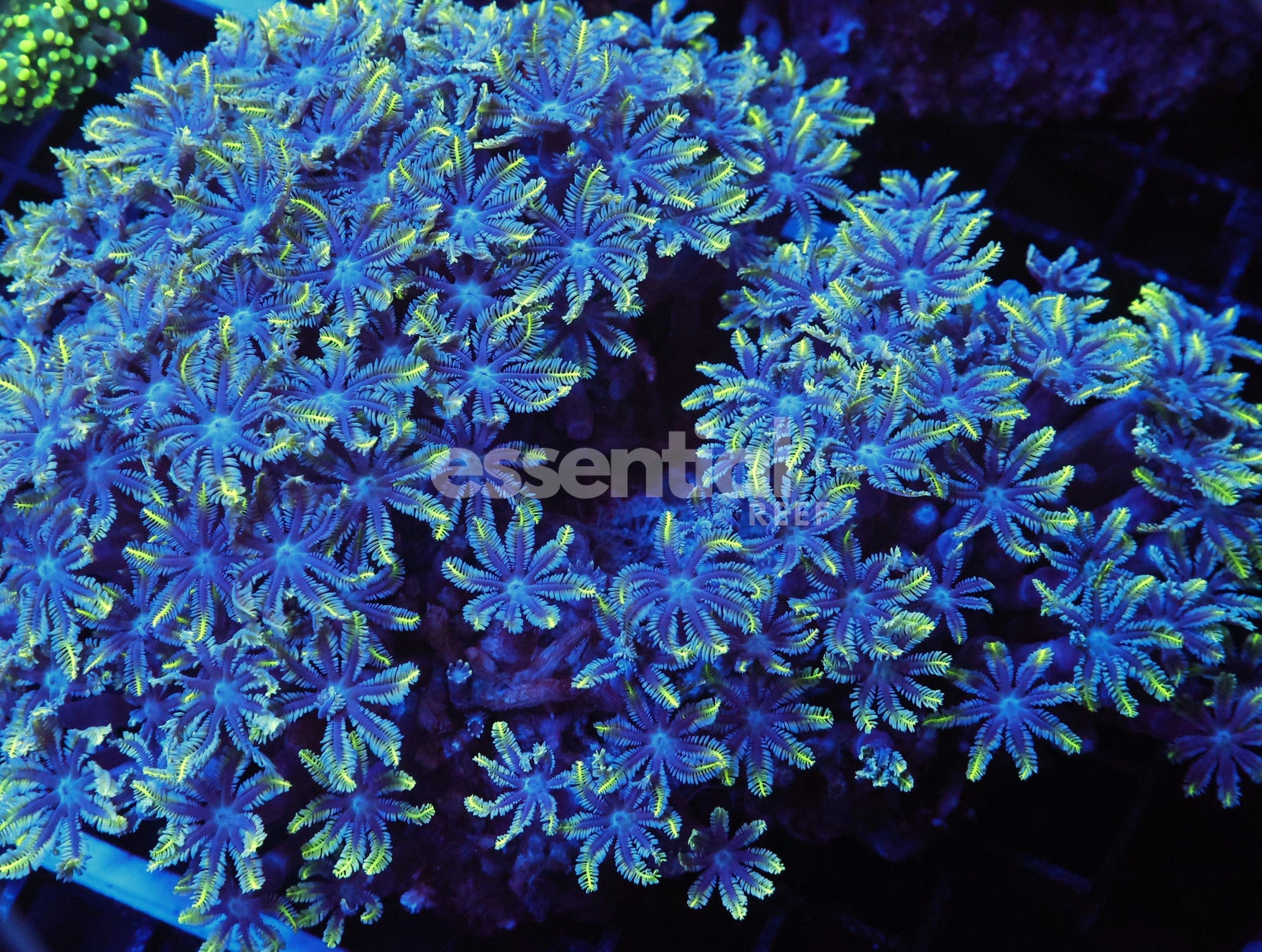 Watermarked - J53 - INDO GLOVE POLYP FIREWORKS