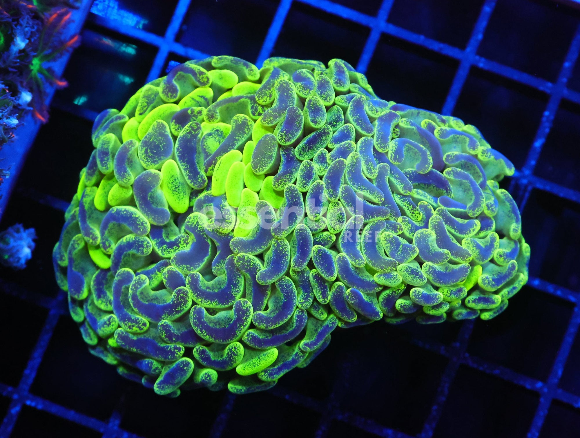 Watermarked - J55 - AUSSIE HAMMER THICK BRANCH BLOTCHY YELLOW 2 HEAD