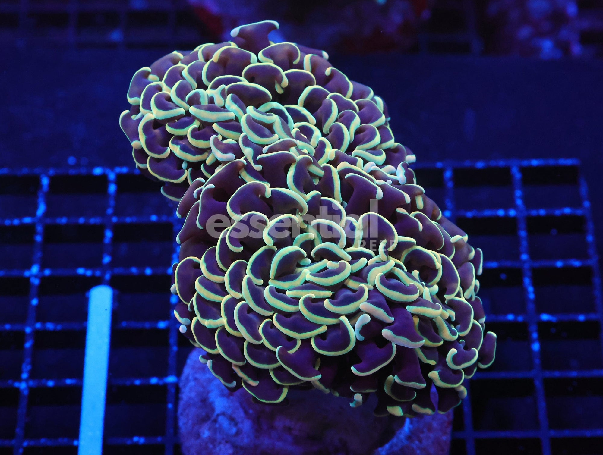 Watermarked - J70 - INDO HAMMER WALL GOLD