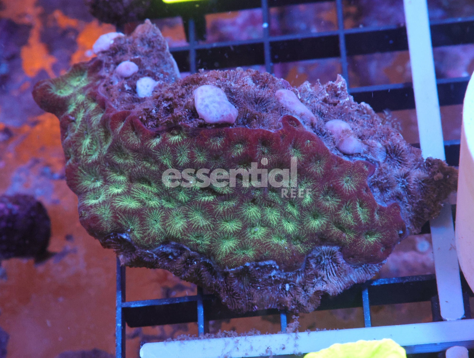 Watermarked - K03 - INDO METALLIC FAVITES