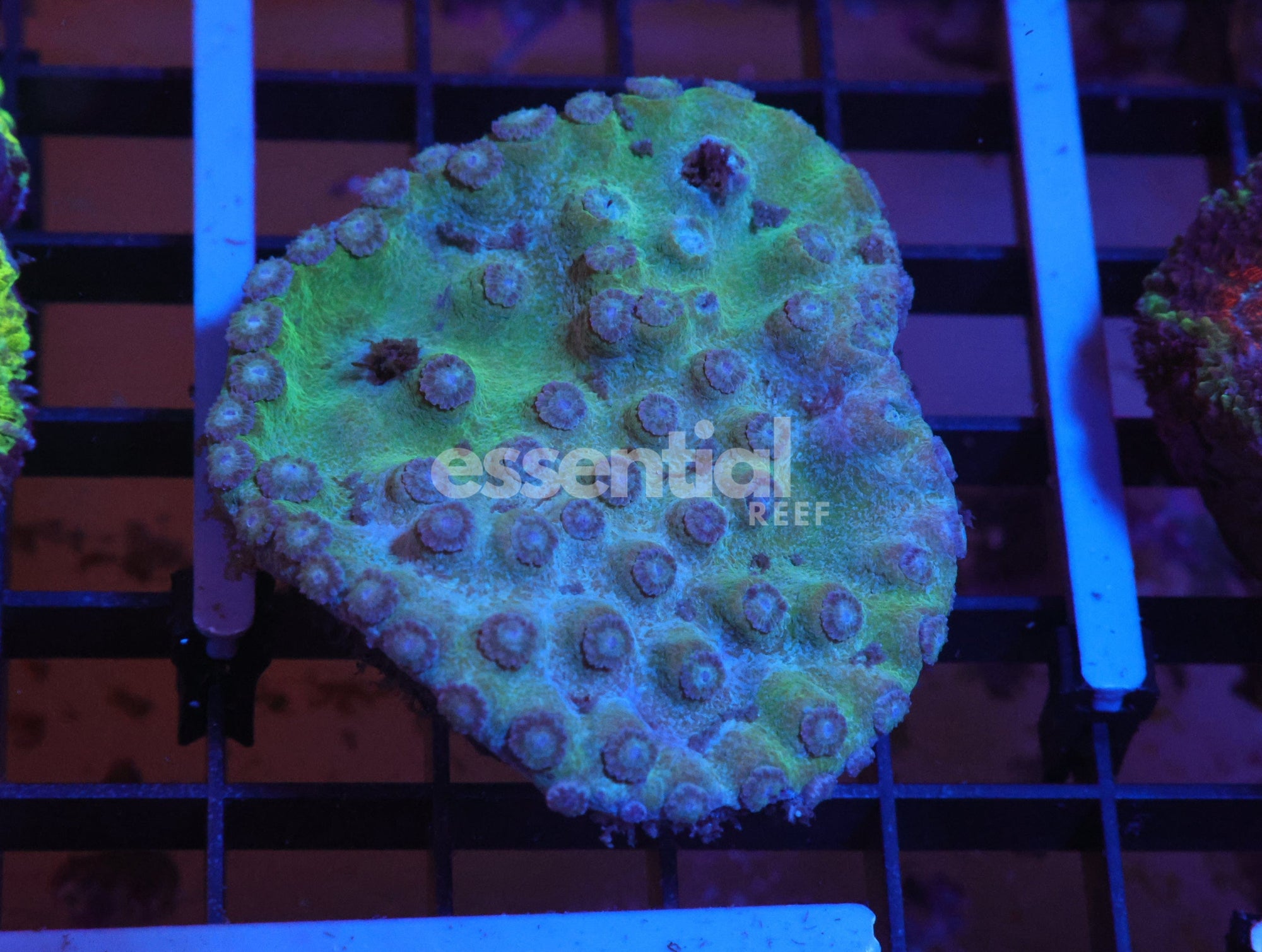 Watermarked - K06 - INDO METALLIC CUP CORAL