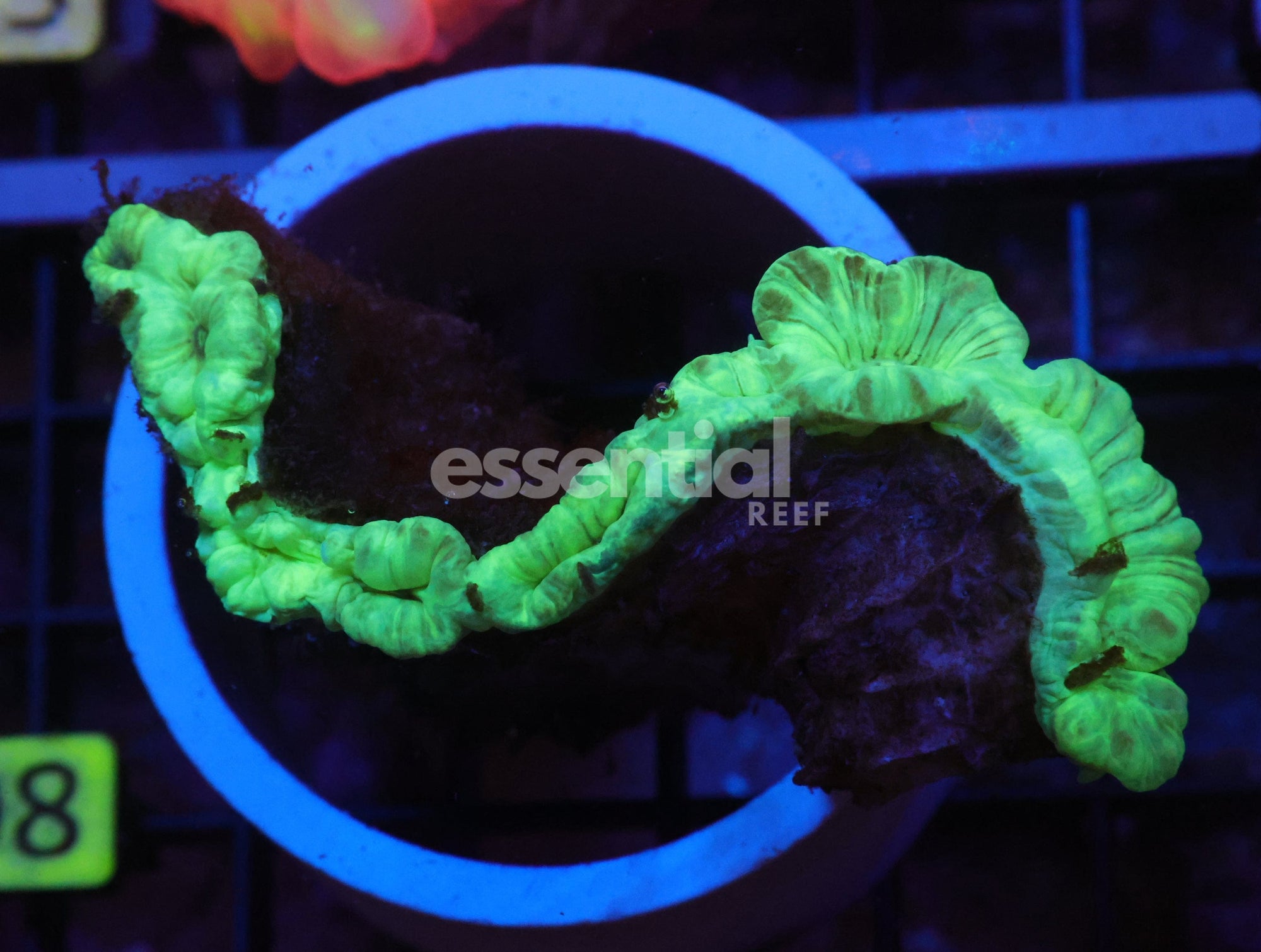 Watermarked - K08 - INDO METALLIC FOX CORAL